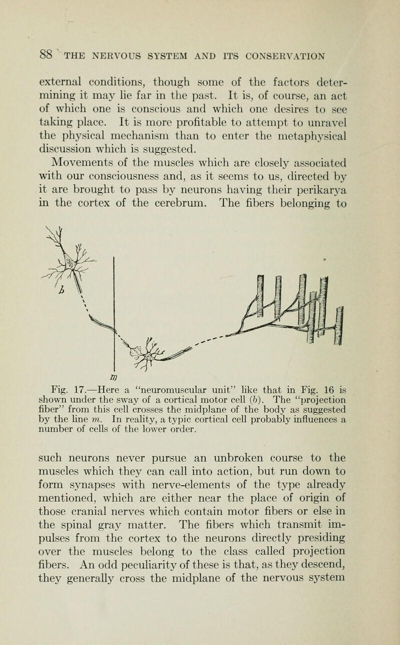 external conditions, though some of the factors deter- mining it may He far in tlie past. It is, of course, an act of which one is conscious and which one desires to see taking place. It is more profitable to attempt to unravel the phj^sical mechanism than to enter the metaphj''sical discussion which is suggested. Movements of the muscles which are closely associated with our consciousness and, as it seems to us, directed by it are brought to pass by neurons having their perikarya in the cortex of the cerebrum. The fibers belonging to Fig. 17.—Here a neuromuscular unit like that in Fig. 16 is shown under the sway of a cortical motor cell (b). The projection fiber from this cell crosses the midplane of the body as suggested by the line rti. In reality, a typic cortical cell probably influences a number of cells of the lower order. such neurons never pursue an unbroken course to the muscles which they can call into action, but run down to form synapses with nerve-elements of the type already mentioned, which are either near the place of origin of those cranial nerves which contain motor fibers or else in the spinal gray matter. The fibers which transmit im- pulses from the cortex to the neurons directly presiding over the muscles belong to the class called projection fibers. An odd peculiarity of these is that, as they descend, they generally cross the midplane of the nervous system