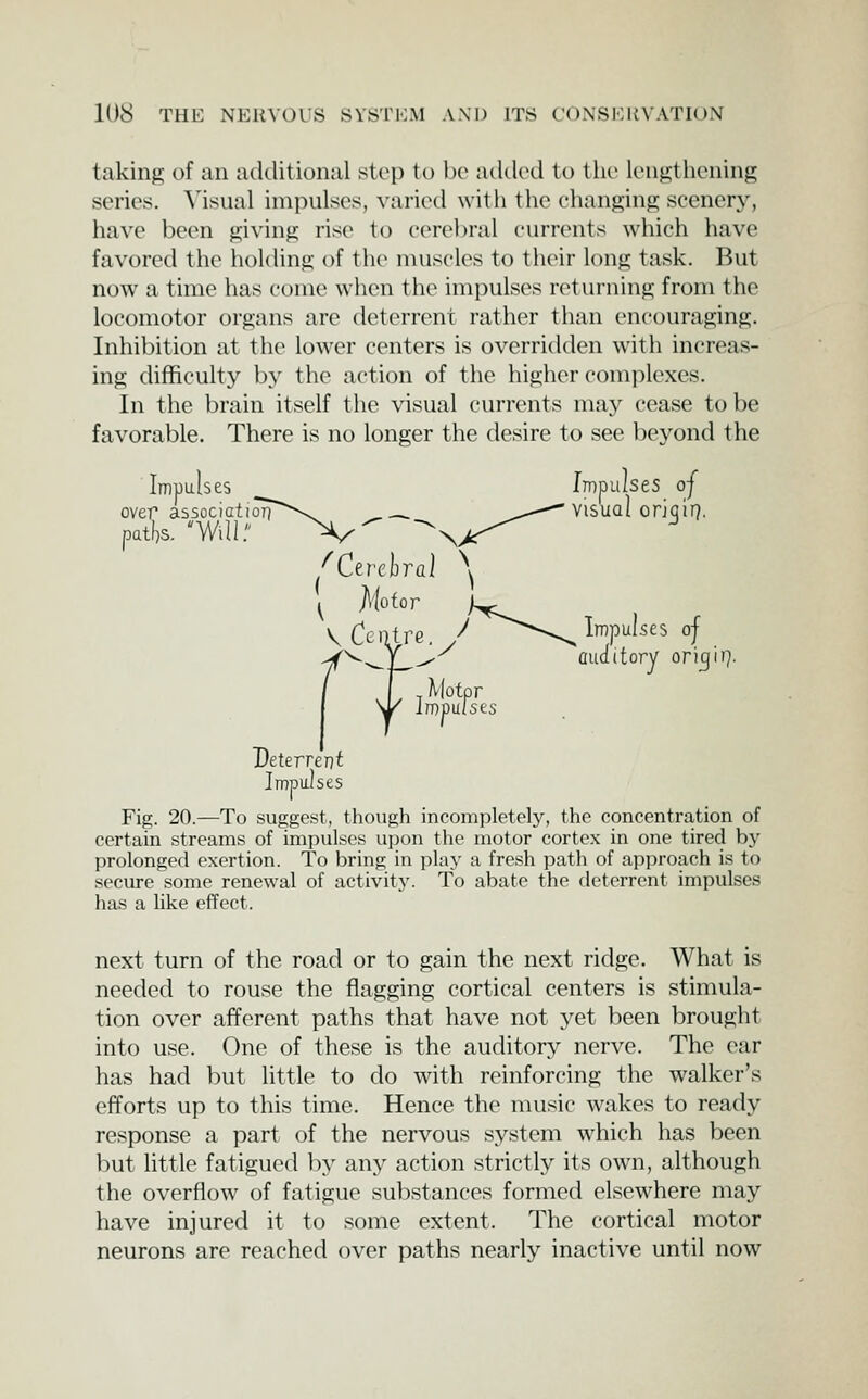 taking of an additional step to Ijc added to the lengthening series. Visual impulses, varied with the ehanging scenery, have been giving rise to cerebral currents which have favored the holding of the muscles to their long task. But now a time has come when the impulses returning from the locomotor organs are deterrent rather than encouraging. Inhibition at the lower centers is overridden with increas- ing difficulty by the action of the higher comj^lexes. In the brain itself the visual currents may cease to be favorable. There is no longer the desire to see bej^ond the Impulses Impulses oj over associatioTT'^^^ ^ _^ ^^-—^ Visual orj^l 17 patl)S. Will. X^ ^^ /Ctrchral \ )r rv Deterrent Impu-lses y [ Afo(o) V Centre, /' ^^-^ Impulses of - Motor iropuises auditory ori^i'?' Fig. 20.—To suggest, though incompletely, the concentration of certain streams of impulses upon the motor cortex in one tired by prolonged exertion. To bring in play a fresh path of approach is to secure some renewal of activitj\ To abate the deterrent impulses has a like efTect. next turn of the road or to gain the next ridge. What is needed to rouse the flagging cortical centers is stimula- tion over afferent paths that have not yet been brought into use. One of these is the auditory nerve. The ear has had but Httle to do with reinforcing the walker's efforts up to this time. Hence the music wakes to ready response a part of the nervous system which has been but little fatigued by any action strictly its own, although the overflow of fatigue substances formed elsewhere may have injured it to some extent. The cortical motor neurons are reached over paths nearly inactive until now