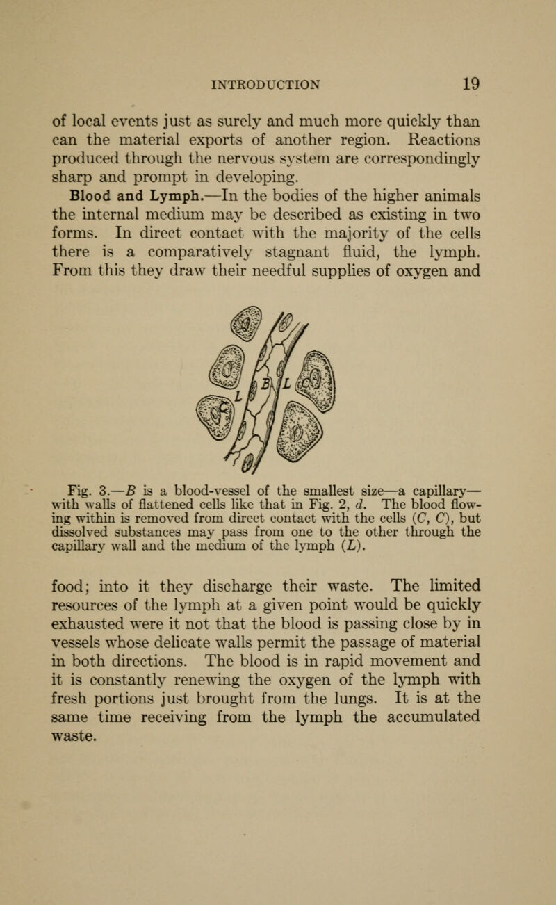 of local events just as surely and much more quickly than can the material exports of another region. Reactions produced through the nervous system are correspondingly sharp and prompt in developing. Blood and Lymph.—In the bodies of the higher animals the internal medium may be described as existing in two forms. In direct contact with the majority of the cells there is a comparatively stagnant fluid, the lymph. From this they draw their needful supphes of oxygen and Fig. 3.—B is a blood-vessel of the smallest size—a capillary— with walls of flattened cells like that in Fig. 2, d. The blood flow- ing within is removed from direct contact with the cells (C, C), but dissolved substances may pass from one to the other through the capillary wall and the medium of the lymph (L). food; into it they discharge their waste. The limited resources of the lymph at a given point would be quickly exhausted were it not that the blood is passing close by in vessels whose delicate walls permit the passage of material in both directions. The blood is in rapid movement and it is constantly renewing the oxygen of the l^inph with fresh portions just brought from the lungs. It is at the same time receiving from the lymph the accumulated waste.