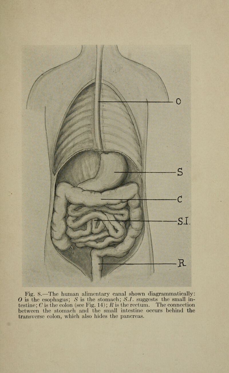 Fig. 8.—The human aUmentary canal shown diagrammatically: 0 is the esophagus; S is the stomach; S.I. suggests the small in- testine; C is the colon (see Fig. 14); R is the rectum. The connection between the stomach and the small intestine occurs behind the transverse colon, which also hides the pancreas.