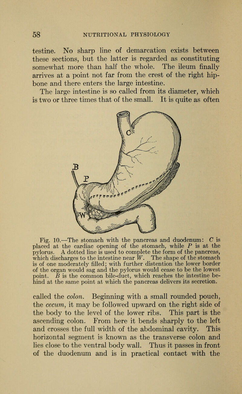 testine. No sharp line of demarcation exists between these sections, but the latter is regarded as constituting somewhat more than half the whole. The ileum finally arrives at a point not far from the crest of the right hip- bone and there enters the large intestine. The large intestine is so called from its diameter, which is two or three times that of the small. It is quite as often Fig. 10.—The stomach with the pancreas and duodenum: C is placed at the cardiac opening of the stomach, while P is at the pylorus. A dotted Hne is used to complete the form of the pancreas, which discharges to the intestine near W. The shape of the stomach is of one moderately filled; with further distention the lower border of the organ would sag and the pylorus would cease to be the lowest point. B is the common bile-duct, which reaches the intestine be- hind at the same point at which the pancreas delivers its secretion. called the colon. Beginning with a small rounded pouch, the cecum, it may be followed upward on the right side of the body to the level of the lower ribs. This part is the ascending colon. From here it bends sharply to the left and crosses the full width of the abdominal cavity. This horizontal segment is known as the transverse colon and lies close to the ventral body wall. Thus it passes in front of the duodenum and is in practical contact with the