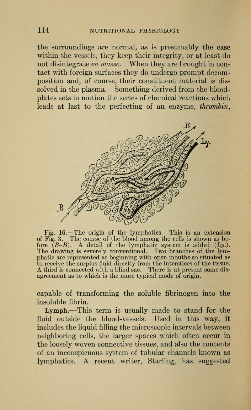the surroundings are normal, as is presumably the case within the vessels, they keep their integrity, or at least do not disintegrate en masse. When they are brought in con- tact with foreign surfaces they do undergo prompt decom- position and, of course, their constituent material is dis- solved in the plasma. Something derived from the blood- plates sets in motion the series of chemical reactions which leads at last to the perfecting of an enzyme, thrombin, Fig. 16.—The origin of the lymphatics. This is an extension of Fig. 3. The course of the blood among the cells is shown as be- fore (B-B). A detail of the lymphatic system is added {Ly.). The drawing is severely conventional. Two branches of the lym- phatic are represented as beginning with open mouths so situated as to receive the surplus fluid directly from the interstices of the tissue. A third is connected with a blind sac. There is at present some dis- agreement as to which is the more typical mode of origin. capable of transforming the soluble fibrinogen into the insoluble fibrin. Lymph.—This term is usually made to stand for the fluid outside the blood-vessels. Used in this way, it includes the liquid filling the microscopic intervals between neighboring cells, the larger spaces which often occur in the loosely woven connective tissues, and also the contents of an inconspicuous system of tubular channels known as lymphatics. A recent writer. Starling, has suggested