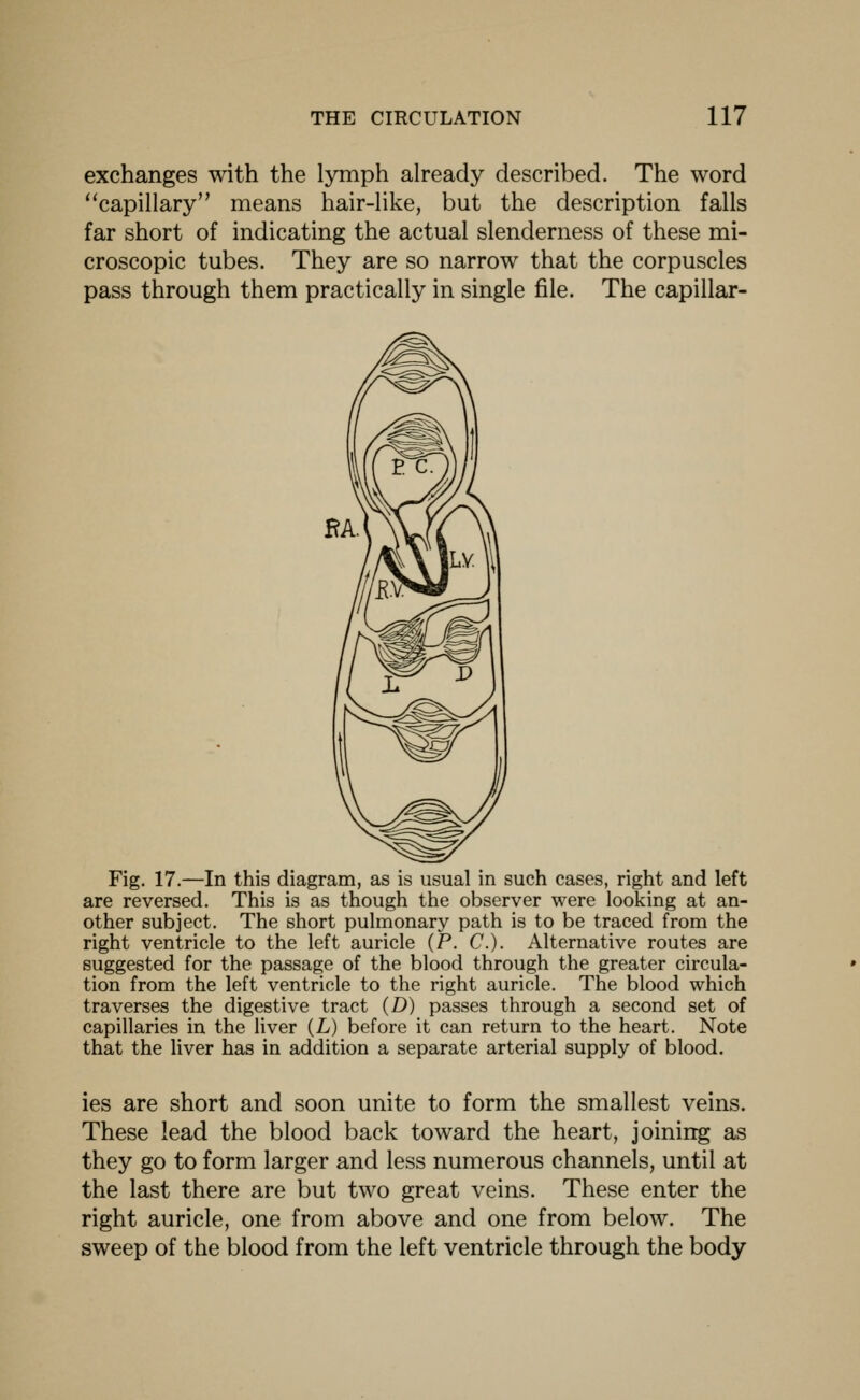 exchanges with the l3anph already described. The word '^capillary means hair-like, but the description falls far short of indicating the actual slenderness of these mi- croscopic tubes. They are so narrow that the corpuscles pass through them practically in single file. The capillar- Fig. 17.—In this diagram, as is usual in such cases, right and left are reversed. This is as though the observer were looking at an- other subject. The short pulmonary path is to be traced from the right ventricle to the left auricle (P. C). Alternative routes are suggested for the passage of the blood through the greater circula- tion from the left ventricle to the right auricle. The blood which traverses the digestive tract (D) passes through a second set of capillaries in the liver (L) before it can return to the heart. Note that the liver has in addition a separate arterial supply of blood. ies are short and soon unite to form the smallest veins. These lead the blood back toward the heart, joining as they go to form larger and less numerous channels, until at the last there are but two great veins. These enter the right auricle, one from above and one from below. The sweep of the blood from the left ventricle through the body