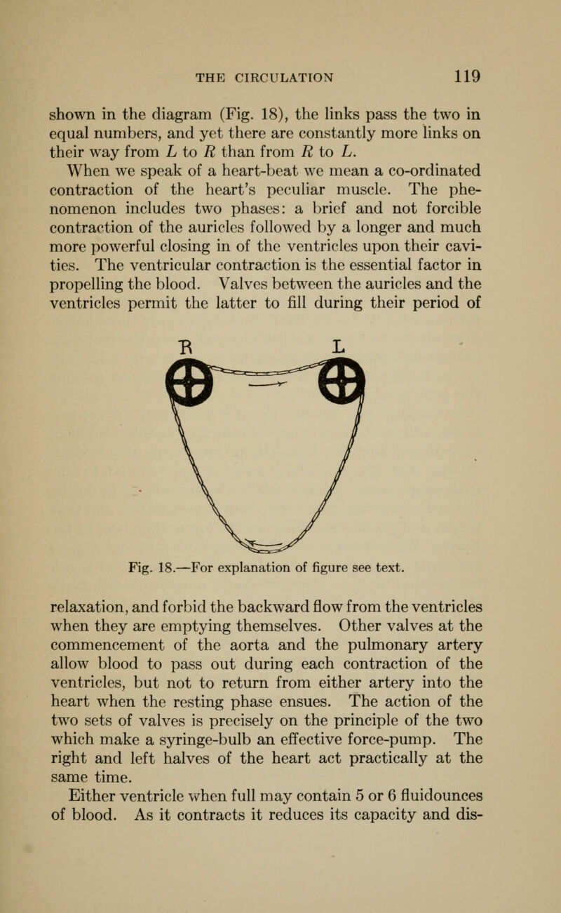 shown in the diagram (Fig. 18), the links pass the two in equal numbers, and yet there are constantly more links on their way from L to R than from R to L. When we speak of a heart-beat we mean a co-ordinated contraction of the heart's peculiar muscle. The phe- nomenon includes two phases: a brief and not forcible contraction of the auricles followed by a longer and much more powerful closing in of the ventricles upon their cavi- ties. The ventricular contraction is the essential factor in propelling the blood. Valves between the auricles and the ventricles permit the latter to fill during their period of Fig. 18.—For explanation of figure see text. relaxation, and forbid the backward flow from the ventricles when they are emptying themselves. Other valves at the commencement of the aorta and the pulmonary artery allow blood to pass out during each contraction of the ventricles, but not to return from either artery into the heart when the resting phase ensues. The action of the two sets of valves is precisely on the principle of the two which make a syringe-bulb an effective force-pump. The right and left halves of the heart act practically at the same time. Either ventricle vv^hen full may contain 5 or 6 fluidounces of blood. As it contracts it reduces its capacity and dis-