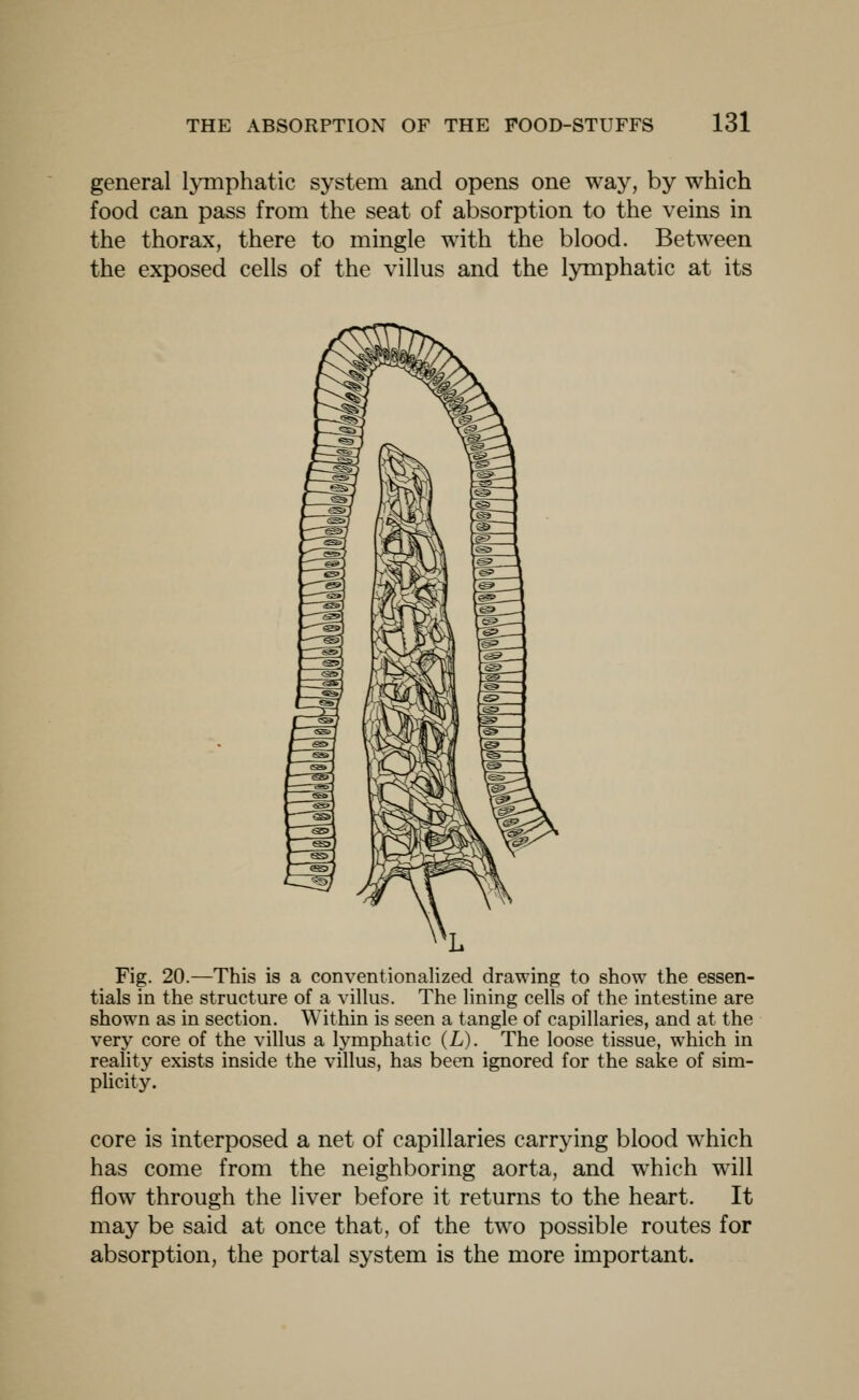 general lymphatic system and opens one way, by which food can pass from the seat of absorption to the veins in the thorax, there to mingle with the blood. Between the exposed cells of the villus and the lymphatic at its Fig. 20.—This is a conventionalized drawing to show the essen- tials in the structure of a villus. The lining cells of the intestine are shown as in section. Within is seen a tangle of capillaries, and at the very core of the villus a lymphatic (L). The loose tissue, which in reality exists inside the villus, has been ignored for the sake of sim- plicity. core is interposed a net of capillaries carrying blood which has come from the neighboring aorta, and which will flow through the liver before it returns to the heart. It may be said at once that, of the two possible routes for absorption, the portal system is the more important.