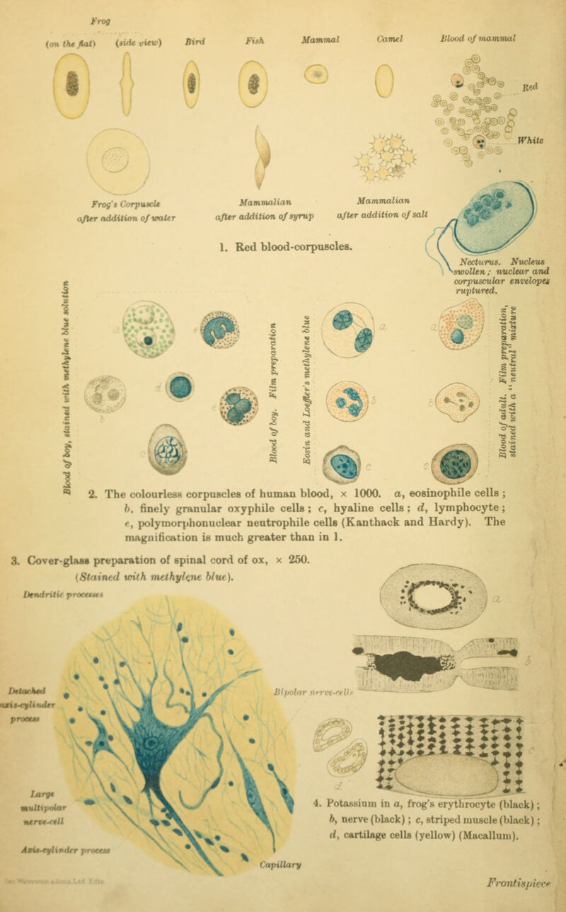 Frog {(mthejiat) {ndevitw) Bird FUh Mammal ® Camel Blood of mammal 0 B«d . ^ JTfcite Frog's CorpuacU after addition ofvnUr Mammalian after addition of syrup 1. fled blood-corpiucles. Mammalian afUr addition of salt Necturus. Nucleus syaoUen : nuclear avd corpuscular envelopes ruptured. & > 2. The colourless corpuscles of human blood, x 1000. a, eosinophile cells ; b. finely granular oxyphile cells ; c, hyaline cells ; d, lymphocyte; e, polymorphonuclear neutrophile cells (Kanthack and Hardy). The magnification is much greater than in 1. 3. Cover-glasa preparation of spinal cord of ox, x 250. iSlfiined unth mtthyhne blue). Dendritic proeettet .-y^^yn' ^> Bipolar n'rvt-''*li AM»-eflinder proeta Capillary 4. Potassium in a, frog's erythrocyte (black); b, nerve (black); c, striped muscle (black); d, cartilage cells (yellow) (Macalluiii). F}-ontispiecf