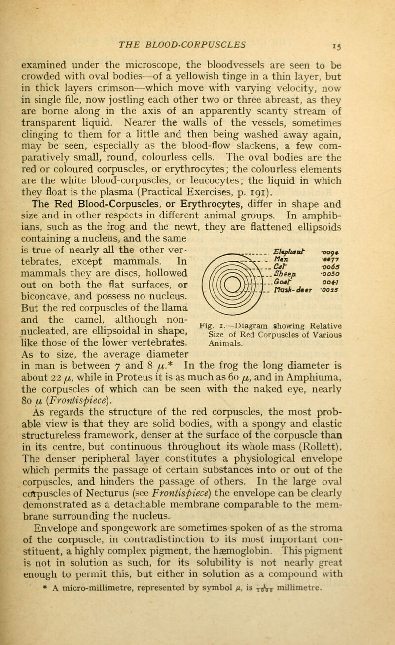 examined under the microscope, the bloodvessels are seen to be crowded with oval bodies—of a yellowish tinge in a thin layer, but in thick layers crimson—which move with varying velocity, now in single file, now jostling each other two or three abreast, as they are borne along in the axis of an apparently scanty stream of transparent liquid. Nearer the walls of the vessels, sometimes clinging to them for a little and then being washed away again, may be seen, especially as the blood-flow slackens, a few com- paratively small, round, colourless cells. The oval bodies are the red or coloured corpuscles, or erythrocytes; the colourless elements are the white blood-corpuscles, or leucocjrtes; the liquid in which they float is the plasma (Practical Exercises, p. 191). The Red Blood-Corpuscles, or Erythrocytes, differ in shape and size and in other respects in different animal groups. In amphib- ians, such as the frog and the newt, they are flattened ellipsoids containing a nucleus, and the same is true of nearly all the other ver- ^^^. Eltphant- 00^4. tebrates, except mammals. In /^^^^^N ' c^? •*od5 mammals they are discs, hollowed //Z^^^S^X.'.'^'Aee/a -ooso out on both the flat surfaces, or \{({Cym\-\--t°^^t . *' biconcave, and possess no nucleus. \ \N^=^x7 / But the red corpuscles of the Uama \^^!]ril]^^ and the camel, although non- 1 , J n- -J 1 • ^u Fig- I-—Diagram showing Relative nucleated, are elhpsoidal m shape, 1^^^ ^^ r/^ Corpuscles of Various like those of the lower vertebrates. Animals. As to size, the average diameter in man is between 7 and 8 (.i* In the frog the long diameter is about 22 fj,, while in Proteus it is as much as 60 fi, and in Amphiuma, the corpuscles of which can be seen with the naked eye, nearly 80 iJb {Frontispiece). As regards the structure of the red corpuscles, the most prob- able view is that they are solid bodies, with a spongy and elastic structureless framework, denser at the surface of the corpuscle than in its centre, but continuous throughout its whole mass (Rollett). The denser peripheral layer constitutes a physiological envelope which permits the passage of certain substances into or out of the corpuscles, and hinders the passage of others. In the large oval corpuscles of Necturus (see Frontispiece) the envelope can be clearly demonstrated as a detachable membrane comparable to the mem- brane surrounding the nucleus. Envelope and spongework are sometimes spoken of as the stroma of the corpuscle, in contradistinction to its most important con- stituent, a highly complex pigment, the haemoglobin. This pigment is not in solution as such, for its solubility is not nearly great enough to permit this, but either in solution as a compound with ♦ A micro-millimetre, represented by symbol ft,, is •nj'inr millimetre.