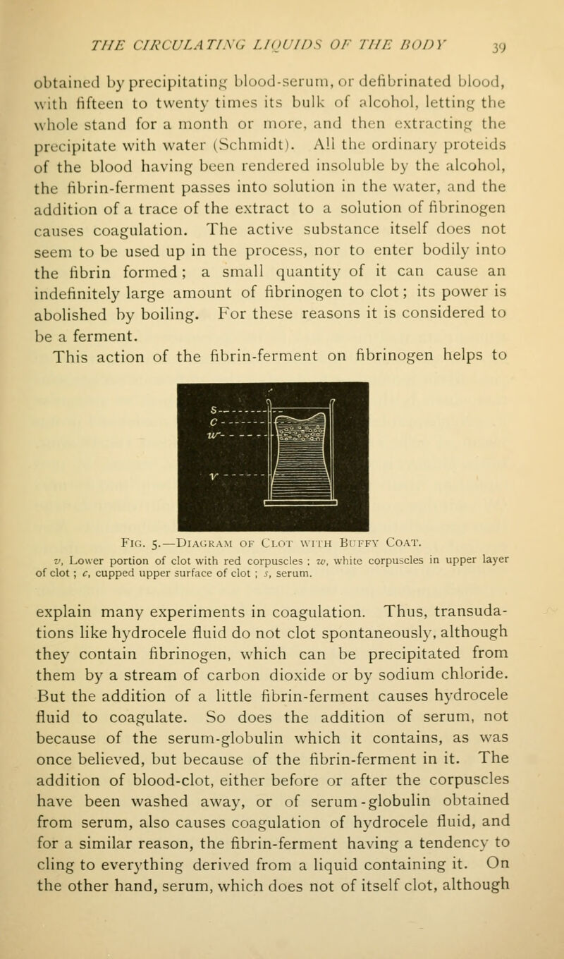 obtainetl by precipitatin;^^ blood-serum, or defibrinated blood, with fifteen to twenty times its bulk of alcohol, letting the whole stand for a month or more, and then extracting the precipitate with water (Schmidt). All the ordinary proteids of the blood having been rendered insoluble by the alcohol, the fibrin-ferment passes into solution in the water, and the addition of a trace of the extract to a solution of fibrinogen causes coagulation. The active substance itself does not seem to be used up in the process, nor to enter bodily into the fibrin formed; a small quantity of it can cause an indefinitely large amount of fibrinogen to clot; its power is abolished by boihng. For these reasons it is considered to be a ferment. This action of the fibrin-ferment on fibrinogen helps to Fig. 5.—Diagram of Clot wuh Biffy Coat. V, Lower portion of clot with red corpuscles : w, white corpuscles in upper layer of clot; c, cupped upper surface of clot ; s, serum. explain many experiments in coagulation. Thus, transuda- tions like hydrocele fluid do not clot spontaneously, although they contain fibrinogen, which can be precipitated from them by a stream of carbon dioxide or by sodium chloride. But the addition of a little fibrin-ferment causes hydrocele fluid to coagulate. So does the addition of serum, not because of the serum-globulin which it contains, as was once believed, but because of the fibrin-ferment in it. The addition of blood-clot, either before or after the corpuscles have been washed away, or of serum-globulin obtained from serum, also causes coagulation of hydrocele fluid, and for a similar reason, the fibrin-ferment having a tendency to cling to everything derived from a liquid containing it. On the other hand, serum, which does not of itself clot, although