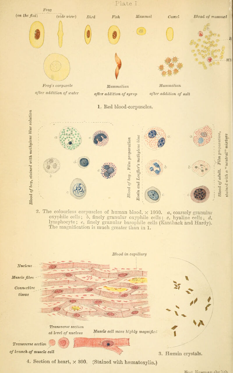 Frofi {onthejt-at) (aide titej) BiM Plate I. Fi8h Mammal Camel Blood of mammal u ' w '®^<- \ i /' y Frog's vorpufcle after addition of water Mamvialiaii after addition ofgyrup Mammalian after addition of tail '«^^®^3. » • Q 1, Red blood-corpuscles. s 5 ^' h fi-y x;-^:::.->... ,# -• 2. The colourless corpuscleg of human blood, x 1000. a, coarsely granular oxyphile cells; b, finely granular oxyphile cells; c, hyaline cells, d, lymphocyte; e, finely granular basophile cells (Kanthack and Hardy). The magnification is much greater than in 1. Blood in capillary Nucleus Muscle fibre - Conrmctivc tiisue -m Transverse section at level of nueUus ^tite^ cell more highly magnified Transverse seetioi ' '- of branch of muscle cell \ VV 3. Hffimin crystals. 4. Section of heart, x 300- (Stained with hsematoxylin.)