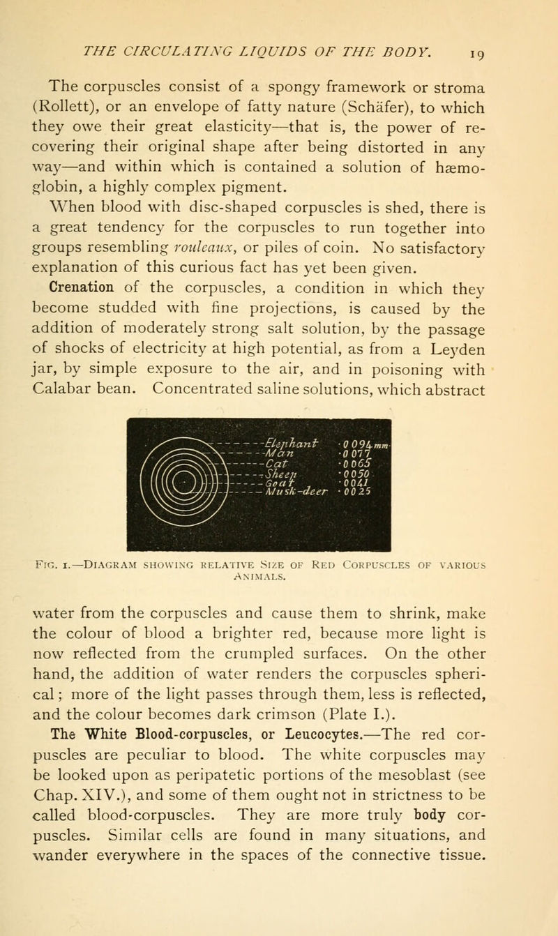 The corpuscles consist of a spongy framework or stroma (Rollett), or an envelope of fatty nature (Schafer), to which they owe their great elasticity—that is, the power of re- covering their original shape after being distorted in any way—and within which is contained a solution of haemo- globin, a highly complex pigment. When blood with disc-shaped corpuscles is shed, there is a great tendency for the corpuscles to run together into groups resembling rouleaux, or piles of coin. No satisfactory explanation of this curious fact has yet been given. Crenation of the corpuscles, a condition in which they become studded with line projections, is caused by the addition of moderately strong salt solution, by the passage of shocks of electricity at high potential, as from a Le)'den jar, by simple exposure to the air, and in poisoning with Calabar bean. Concentrated saline solutions, which abstract Bipha-nir :^\r Ma n \_\. Cat XVN ^she^J, \-\ Goat , 77- i Mu sh: -deer Fio. I.—Diagram showing kelative Size of Reu Corpuscles of various Animals. water from the corpuscles and cause them to shrink, make the colour of blood a brighter red, because more light is now reflected from the crumpled surfaces. On the other hand, the addition of water renders the corpuscles spheri- cal ; more of the light passes through them, less is reflected, and the colour becomes dark crimson (Plate I.). The White Blood-corpuscles, or Leucocytes.—The red cor- puscles are peculiar to blood. The white corpuscles may be looked upon as peripatetic portions of the mesoblast (see Chap. XIV.), and some of them ought not in strictness to be called blood-corpuscles. They are more truly body cor- puscles. Similar cells are found in many situations, and wander everywhere in the spaces of the connective tissue.