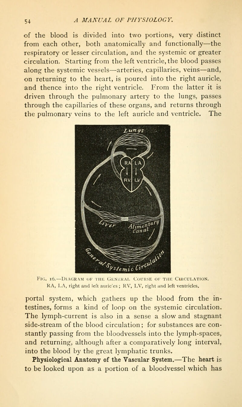 •of the blood is divided into two portions, very distinct from each other, both anatomically and functionally—the respiratory or lesser circulation, and the systemic or greater circulation. Starting from the left ventricle, the blood passes along the systemic vessels—arteries, capillaries, veins—and, on returning to the heart, is poured into the right auricle, and thence into the right ventricle. From the latter it is driven through the pulmonary artery to the lungs, passes through the capillaries of these organs, and returns through the pulmonary veins to the left auricle and ventricle. The Fig. i6.—Diagram uf iiik Gln>;kai, Couk.se oi the Cikculation. RA, LA, right and left auiic'es ; RV, LV, right and left ventricles. portal system, which gathers up the blood from the in- testines, forms a kind of loop on the systemic circulation. The lymph-current is also in a sense a slow and stagnant side-stream of the blood circulation; for substances are con- stantly passing from the bloodvessels into the lymph-spaces, and returning, although after a comparatively long interval, into the blood by the great lymphatic trunks. Physiological Anatomy of the Vascular System.—The heart is to be looked upon as a portion of a bloodvessel which has