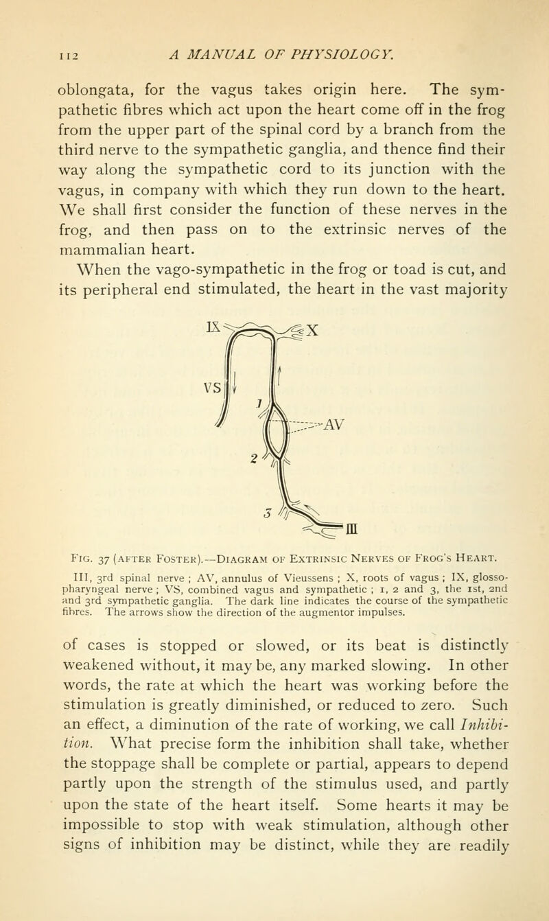 oblongata, for the vagus takes origin here. The sym- pathetic fibres which act upon the heart come off in the frog from the upper part of the spinal cord by a branch from the third nerve to the sympathetic ganglia, and thence find their way along the sympathetic cord to its junction with the vagus, in company with which they run down to the heart. We shall first consider the function of these nerves in the frog, and then pass on to the extrinsic nerves of the mammalian heart. When the vago-sympathetic in the frog or toad is cut, and its peripheral end stimulated, the heart in the vast majority Fig. 37 (aftek Fostek).—Diagram oi- Extrinsic Nerves of Frog's Heart. Ill, 3rd spinal nerve ; AV, annulus of Vieussens ; X, roots of vagus ; IX, glosso- pharyngeal nerve ; VS, combined vagus and sympathetic ; i, 2 and 3, the ist, 2nd and 3rd sympathetic ganglia. The dark line indicates the course of the sympathetic fibres. The arrows show the direction of the augmentor impulses. of cases is stopped or slowed, or its beat is distinctly weakened without, it may be, any marked slowing. In other words, the rate at which the heart was working before the stimulation is greatly diminished, or reduced to zero. Such an effect, a diminution of the rate of working, we call Inhibi- tion. What precise form the inhibition shall take, whether the stoppage shall be complete or partial, appears to depend partly upon the strength of the stimulus used, and partly upon the state of the heart itself. Some hearts it may be impossible to stop with weak stimulation, although other signs of inhibition may be distinct, while they are readily