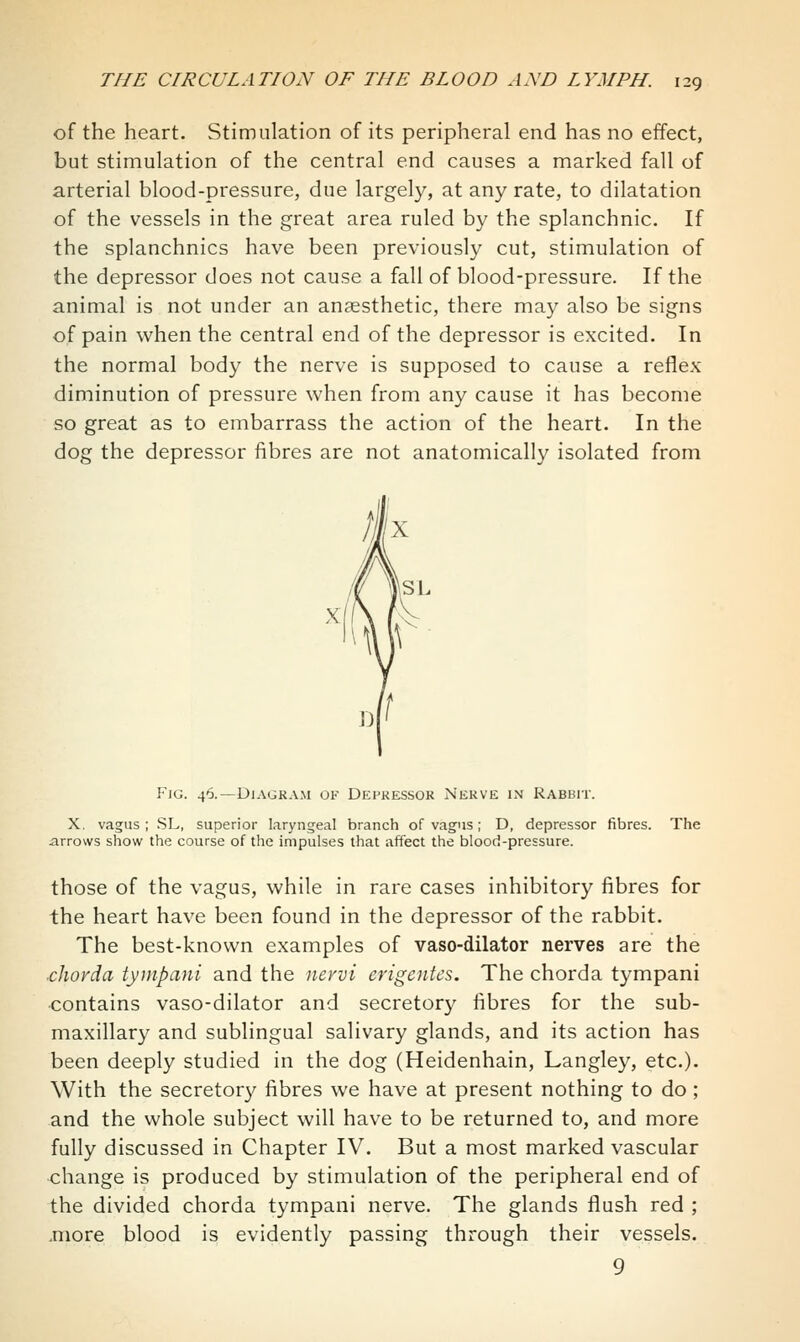 of the heart. Stimulation of its peripheral end has no effect, but stimulation of the central end causes a marked fall of arterial blood-pressure, due largely, at any rate, to dilatation of the vessels in the great area ruled by the splanchnic. If the splanchnics have been previously cut, stimulation of the depressor does not cause a fall of blood-pressure. If the animal is not under an anaesthetic, there may also be signs of pain when the central end of the depressor is excited. In the normal body the nerve is supposed to cause a reflex diminution of pressure when from any cause it has become so great as to embarrass the action of the heart. In the dog the depressor fibres are not anatomically isolated from Fjg. 46.—Diagram of Depkessok Nerve in Rabbit. X, vagus; SL, superior laryngeal branch of vagus; D, depressor fibres. The arrows show the course of the impulses that affect the blood-pressure. those of the vagus, while in rare cases inhibitory fibres for the heart have been found in the depressor of the rabbit. The best-known examples of vaso-dilator nerves are the chorda tympani and the nevvi erigeiitcs. The chorda tympani ■contains vaso-dilator and secretory fibres for the sub- maxillary and sublingual salivary glands, and its action has been deeply studied in the dog (Heidenhain, Langley, etc.). With the secretory fibres we have at present nothing to do; and the whole subject will have to be returned to, and more fully discussed in Chapter IV. But a most marked vascular change is produced by stimulation of the peripheral end of the divided chorda tympani nerve. The glands flush red ; .more blood is evidently passing through their vessels. 9