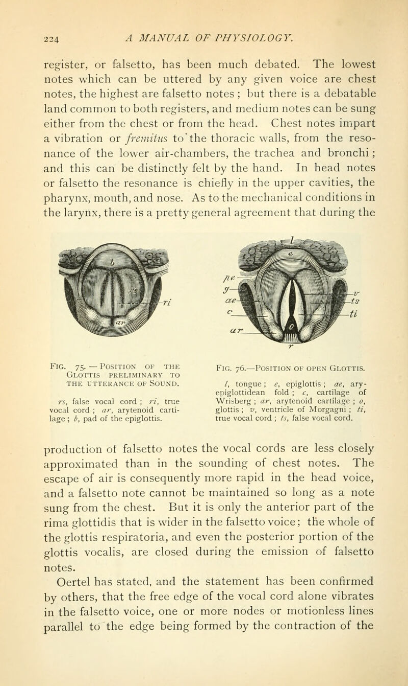 register, or falsetto, has been much debated. The lowest notes which can be uttered by any given voice are chest notes, the highest are falsetto notes ; but there is a debatable land common to both registers, and medium notes can be sung either from the chest or from the head. Chest notes impart a vibration or fremitus to the thoracic walls, from the reso- nance of the lower air-chambers, the trachea and bronchi; and this can be distinctly felt by the hand. In head notes or falsetto the resonance is chiefly in the upper cavities, the pharynx, mouth, and nose. As to the mechanical conditions in the larynx, there is a pretty general agreement that during the Fig. 75. — Position of the Glottis preliminary to THE utterance OF SOUND. rs, false vocal cord ; ri, true vocal cord ; ar, arytenoid carti- lage ; b, pad of the epiglottis. Fig. 76.—Position of open Glottis. /, tongue; e, epiglottis ; ae, ary- epiglottidean fold ; c, cartilage of Wrisberg ; ar, arytenoid cartilage ; 0, glottis ; V, ventricle of Morgagni ; ti, true vocal cord ; ts, false vocal cord. production ot falsetto notes the vocal cords are less closely approximated than in the sounding of chest notes. The escape of air is consequently more rapid in the head voice, and a falsetto note cannot be maintained so long as a note sung from the chest. But it is only the anterior part of the rima glottidis that is wider in the falsetto voice; the whole of the glottis respiratoria, and even the posterior portion of the glottis vocalis, are closed during the emission of falsetto notes. Oertel has stated, and the statement has been confirmed by others, that the free edge of the vocal cord alone vibrates in the falsetto voice, one or more nodes or motionless lines parallel to the edge being formed by the contraction of the