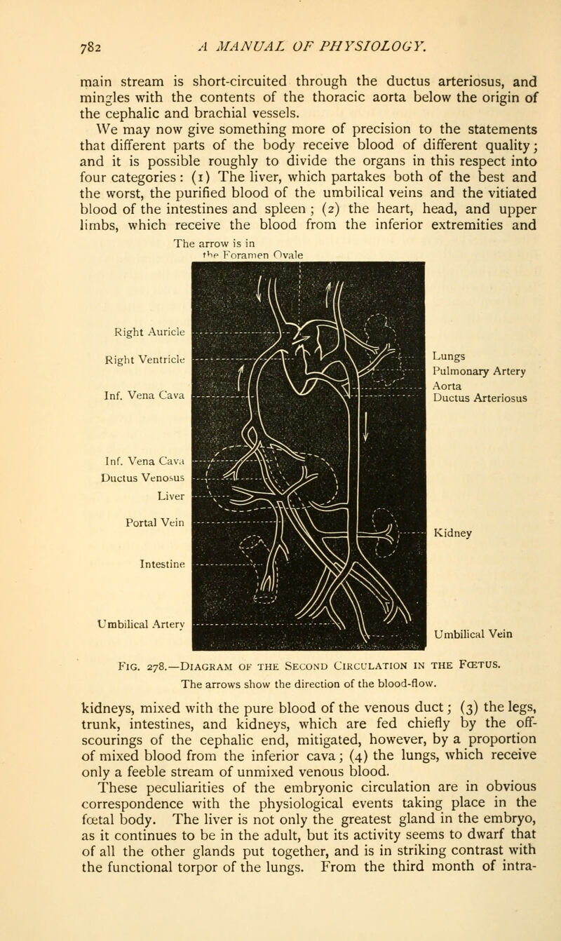 main stream is short-circuited through the ductus arteriosus, and mingles with the contents of the thoracic aorta below the origin of the cephalic and brachial vessels. We may now give something more of precision to the statements that different parts of the body receive blood of different quality; and it is possible roughly to divide the organs in this respect into four categories: (i) The liver, which partakes both of the best and the worst, the purified blood of the umbilical veins and the vitiated blood of the intestines and spleen ; (2) the heart, head, and upper limbs, which receive the blood from the inferior extremities and The arrow is in t^ip Foramen Ovale Right Auricle ■ 9Pi Right Ventricle Inf. Vena Cava I ■ Inf. Vena Cava BBk^^ ^^^H Ductus Venosus H^^Hm ^^^^H Liver ^I^^^^^S^^K H^H Portal Vein ^^BB ^S ^HH Intestine H 9^ V Umbilical .'\rtery m Lungs Pulmonary Artery .■\orta Ductus Arteriosus Kidney Umbilicnl Vein Fig. 278.—Diagram of the Second Circulation in the Fcetus. The arrows show the direction of the blood-flow. kidneys, mixed with the pure blood of the venous duct; (3) the legs, trunk, intestines, and kidneys, which are fed chiefly by the off- scourings of the cephalic end, mitigated, however, by a proportion of mixed blood from the inferior cava; (4) the lungs, which receive only a feeble stream of unmixed venous blood. These peculiarities of the embryonic circulation are in obvious correspondence with the physiological events taking place in the foetal body. The liver is not only the greatest gland in the embryo, as it continues to be in the adult, but its activity seems to dwarf that of all the other glands put together, and is in striking contrast with the functional torpor of the lungs. From the third month of intra-