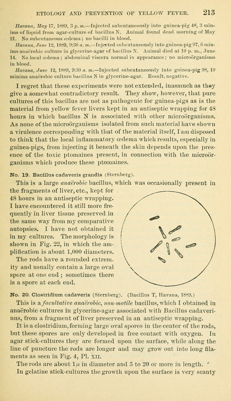 Havana, May 17, 1889, 3 2:>. m.—lujected subcntaneonsly into gninea-pig 48, 3 min- ims of liquid from agar-culture of bacillus N. Animal found dead morning of May- Si. No subcutaneous cedema; no bacilli in blood. Havana, June 12, 1889, 9:30 a. m.—Injected subcutaneously into guinea-pig 97,-5 min- ims anaerobic culture in glycerine-agar of bacillus N. Animal died at 10 p. m., June 14. No local cedema ; abdominal viscera normal in appearance; no microorganisms in blood. Havana, June 12, 1889, 9:30 a. m.—Injected subcutaneously into guinea-pig 98, 10 minims anaerobic culture bacillus N in glycerine-agar. Result, negative. I regret that these experiments were not extended, inasmuch as they give a somewhat contradictory result. They show, however, that pure cultures of this bacillus are not as pathogenic for guinea-pigs as is the material from yellow fever livers kept in an antiseptic wrapping for 48 hours in which bacillus N is associated with other microorganisms. As none of the microorganisms isolated from such material have shown a virulence corresponding with that of the material itself, lam disposed to think that the local inflammatory oedema which results, esi:)ecially in guinea-pigs, from injecting it beneath the skin depends upon the pres- ence of the toxic ptomaines i)resent, in connection with the microor- ganisms which produce these ptomaines. No. 19. Bacillus cadaveris grandis (Sternberg). This is a large anaerobic bacillus, which was occasionally present in the fragments of liver, etc., kept for 48 hours in an antiseptic wrapping. I have encountered it still more fre- quently in liver tissue preserved in the same way from my comparative autopsies. I have not obtained it in my cultures. The morphology is shown in Fig. 22, in which the am- plification is about 1,000 diameters. The rods have a rounded extrem. ity and usually contain a large oval spore at one end ; sometimes there is a spore at each end. No. 20. Clostridium cadaveris (Sternberg). (Bacillus T, Havana, 1889.) This is ?[, facultative anaerobic, non-motile bacillus, which I obtained in anaerobic cultures in glycerine-agar associated with Bacillus cadaveri- nus, from a fragment of liver preserved in an antiseptic wrapping. It is a Clostridium,forming large oval spores in the center of the rods, but these spores are only developed in free contact with oxygen. In agar stick-cultures they are formed upon the surface, while along the line of puncture the rods are longer and may grow out into long fila- ments as seen in Fig. 4, PI. xii. The rods are about Ipi in diameter and o to 20 or more in length. ' In gelatine stick-cultures the growth upon the surface is very scanty