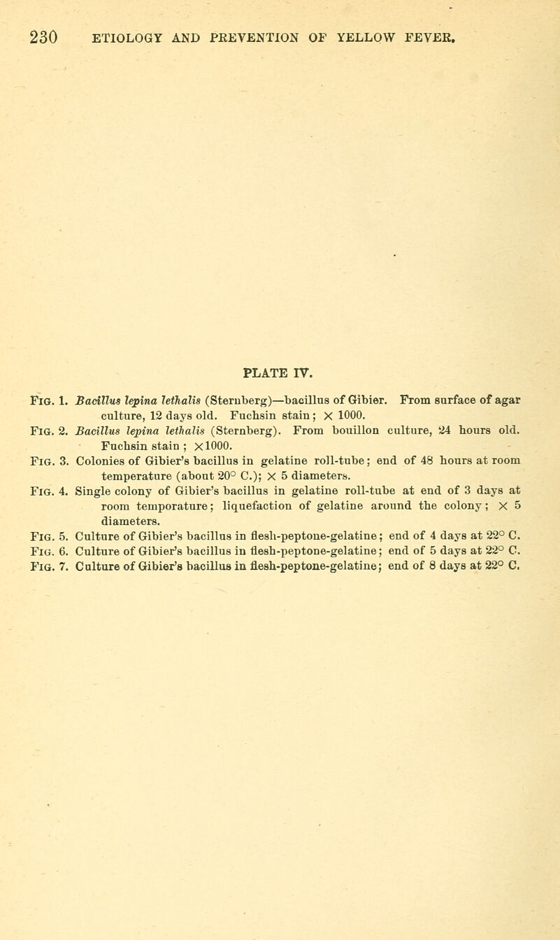 PLATE rV. Fig. 1. Sadllus l^ina Uthalis (Steruberg)—bacillus of Gibier. From surface of agar culture, 12 days old. Fuchsin stain; X 1000. Fig. 2. Bacillus lepina lethalis (Sternberg). From bouillon culture, 24 hours old. Fuchsin stain ; X1000. Fig. 3. Colonies of Gibier's bacillus in gelatine roll-tube; end of 48 hours at room temperature (about 20° C); X 5 diameters. Fig. 4. Single colony of Gibier's bacillus in gelatine roll-tube at end of 3 days at room teuiporature; liquefaction of gelatine around the colony; X 5 diameters. Fig. 5. Culture of Gibier's bacillus in flesh-peptoue-gelatine; end of 4 days at 22° C. Fig. 6. Culture of Gibier's bacillus in flesh-peptone-gelatine; end of 5 days at 22° C. Fig. 7. Culture of Gibier's bacillus in flesh-peptone-gelatine; end of 8 days at 22° C.