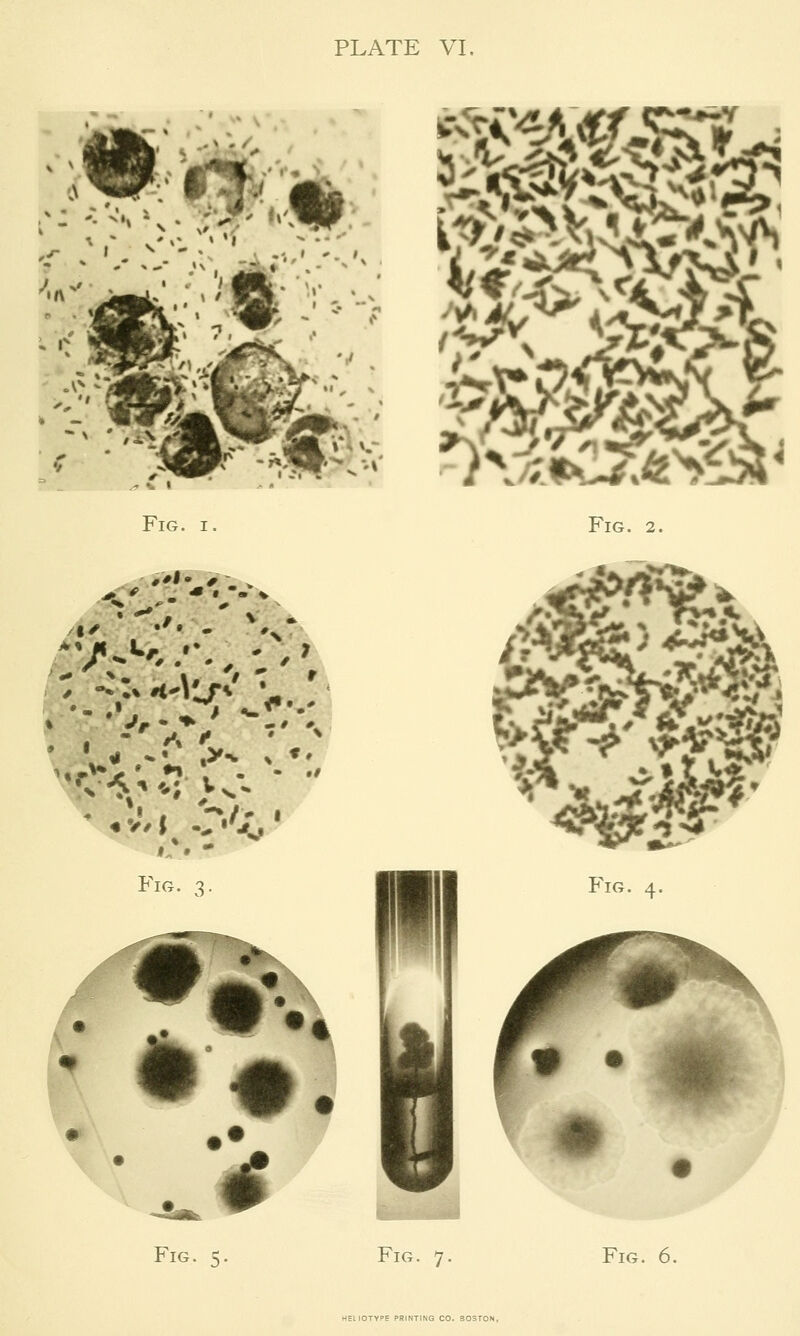 ;l^i^ Fig. I, .V, »'.>.//,' • '. - Fig. 3, .^4 ASt Fig. 2. Fig. Fig. 7, Fig. 6.