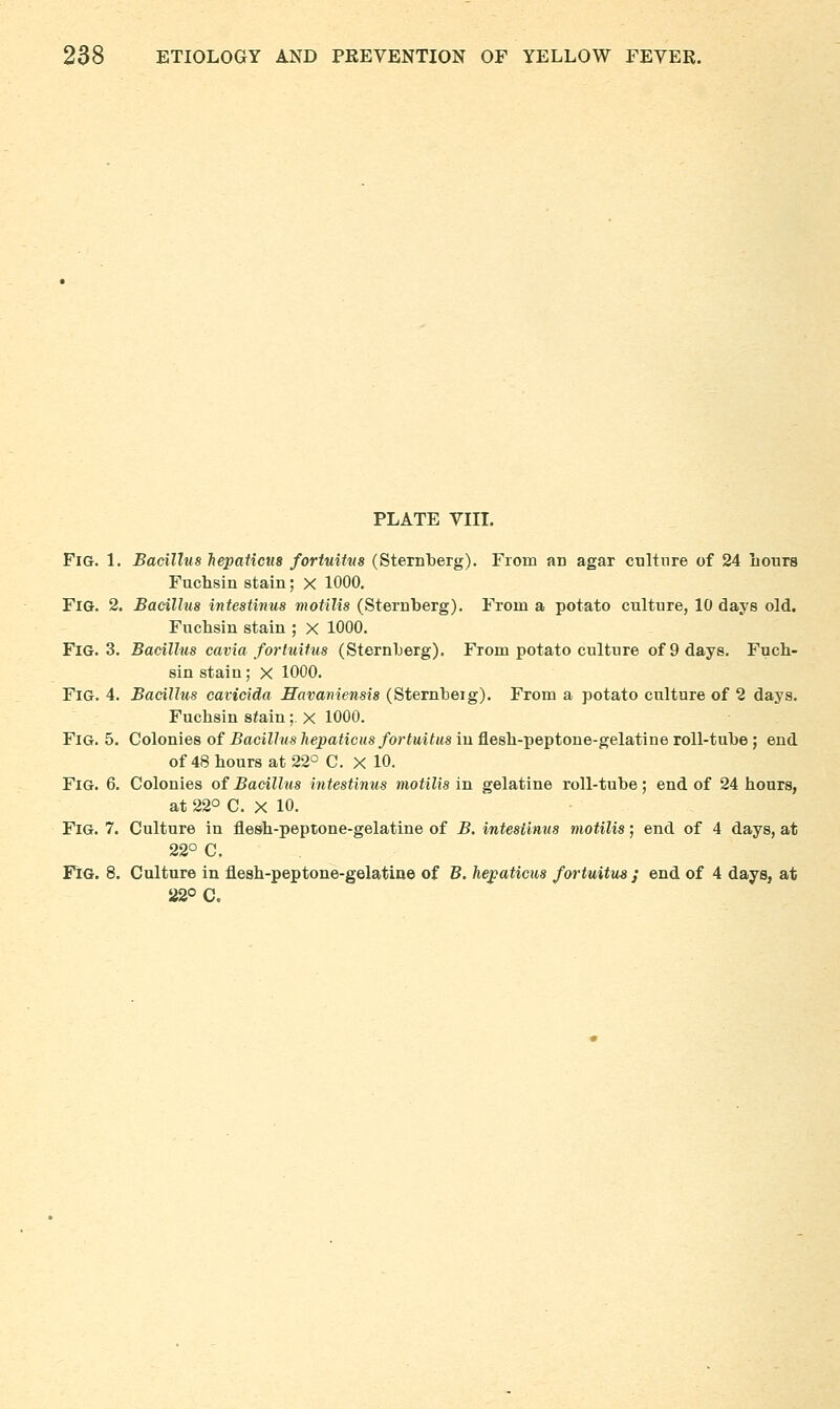 PLATE VIII. Fig. 1. Bacillus liepaUeus fortuitvs (Sternberg). From an agar culture of 24 Lours Fuchsin stain; X 1000. Fig. 2. Bacillus intestinus motilis (Sternberg). From a potato culture, 10 days old. Fuchsin stain ; X 1000. Fig. 3. Bacillus cavia forluUus (Sternberg). From potato culture of 9 days. Fucb- sin stain; X 1000. Fig. 4. Bacillus eavicida Havaniensis (Sternbeig). From a potato culture of 2 days. Fucbsin stain;. X 1000. Fig. 5. Colonies of i>aciW«s7iepaiicMs/oriMi(M8inflesb-peptone-gelatineroll-tube; end of 48 hours at 22° C. X 10. Fig. 6. Colonies of Bacillus intestinus motilis in gelatine roll-tube; end of 24 hours, at 22° C. X 10. Fig. 7. Culture in flesh-peptone-gelatine of B. intesiinus motilis; end of 4 days, at 22° C. Fig. 8. Culture in flesh-peptone-gelatine of B. hepaticus fortuitus y end of 4 days, at 22° C.