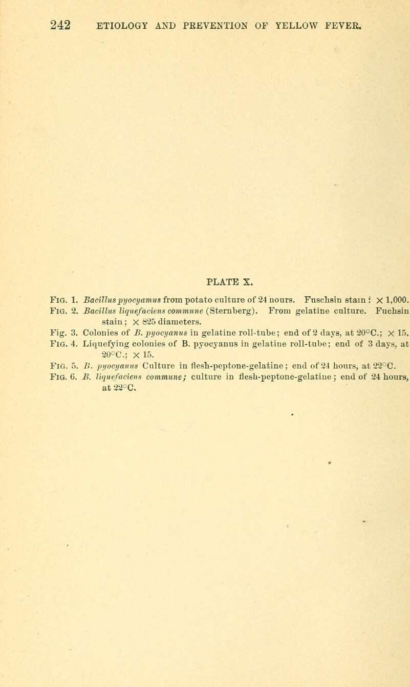 PLATE X. Fig. 1. ^adnMSjpi/oeyamMS from potato culture of 24 Hours. Fuschsin stain J x 1,000. Fig. 2. Bacillus liquefaciens commune (StevnheTg). From gelatine culture. Fuchsin stain; X 825 diameters. Fig. 3. Colonies of B. ])iiocyanus in gelatine roll-tube; end of 2 days, at 20°C.; X 15. Fig. 4. Liquefying colonies of B. pyocyanus in gelatine roll-tube; end of 3 days, at 20OC.; X 15. Fig. 5. B. pyocyanus Culture in flesh-peptone-gelatine ; end of 24 hours, at 22°C. Fig. 6. B. liquefaciens commune; culture in flesh-peptone-gelatine; end of 24 hours, at 220C.