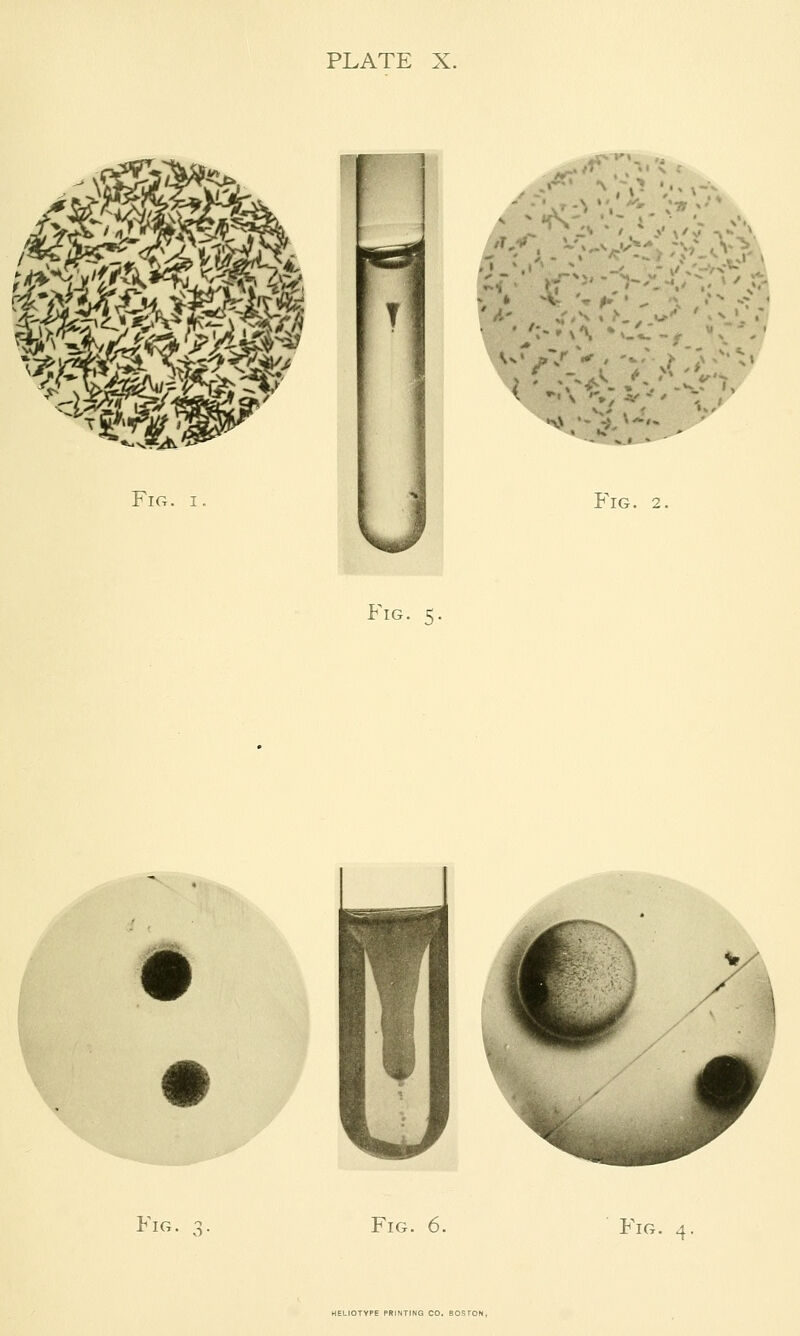 Fig. I. :-;^ *ci:.. » — 1 A V» ' * > ^V •-!;, \*,« P'lG. 2. Fig. 5, ^^^j^00t''' Fig. 3. Fig. 6. Fig. 4.