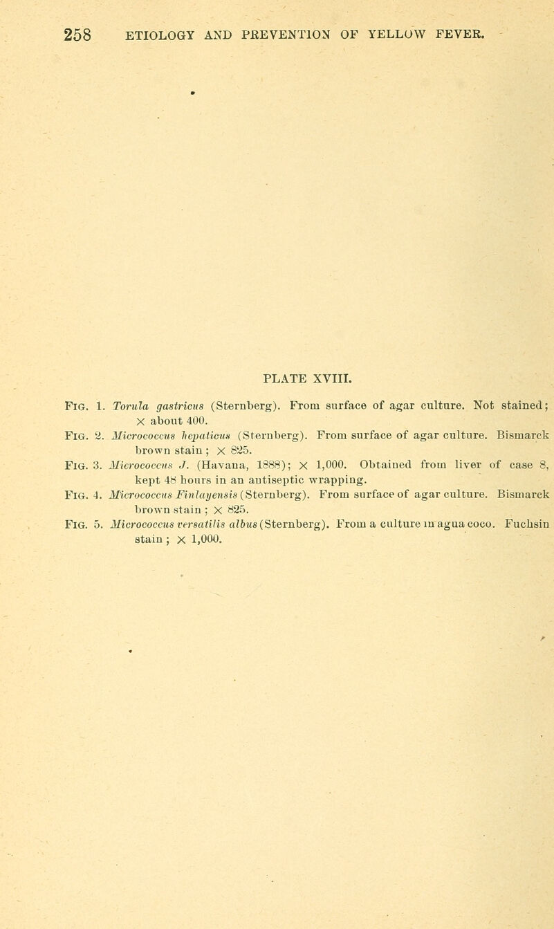 PLATE XVIIL Fig. 1. Torula gastricns (Sternberg). From surface of agar culture. Not stained; X about 400. Fig. 2. Micrococcus hepatious (Sternberg). From surface of agar culture. Bismarck brown stain ; X 825. Fig. 3. Micrococcus J. (Havana, 1888); X 1,000. Obtained from liver of case 8, kept 48 hours in an antiseptic wrapping. Fig. 4. Micrococcus FinJayensis {Bternherg). From surface of agar culture. Bismarck brown stain ; X 825. Fig. 5. Micrococc^is versatilis albusiSternheTg). From a culture m agua coco. Fuchsin stain ; x 1,000.