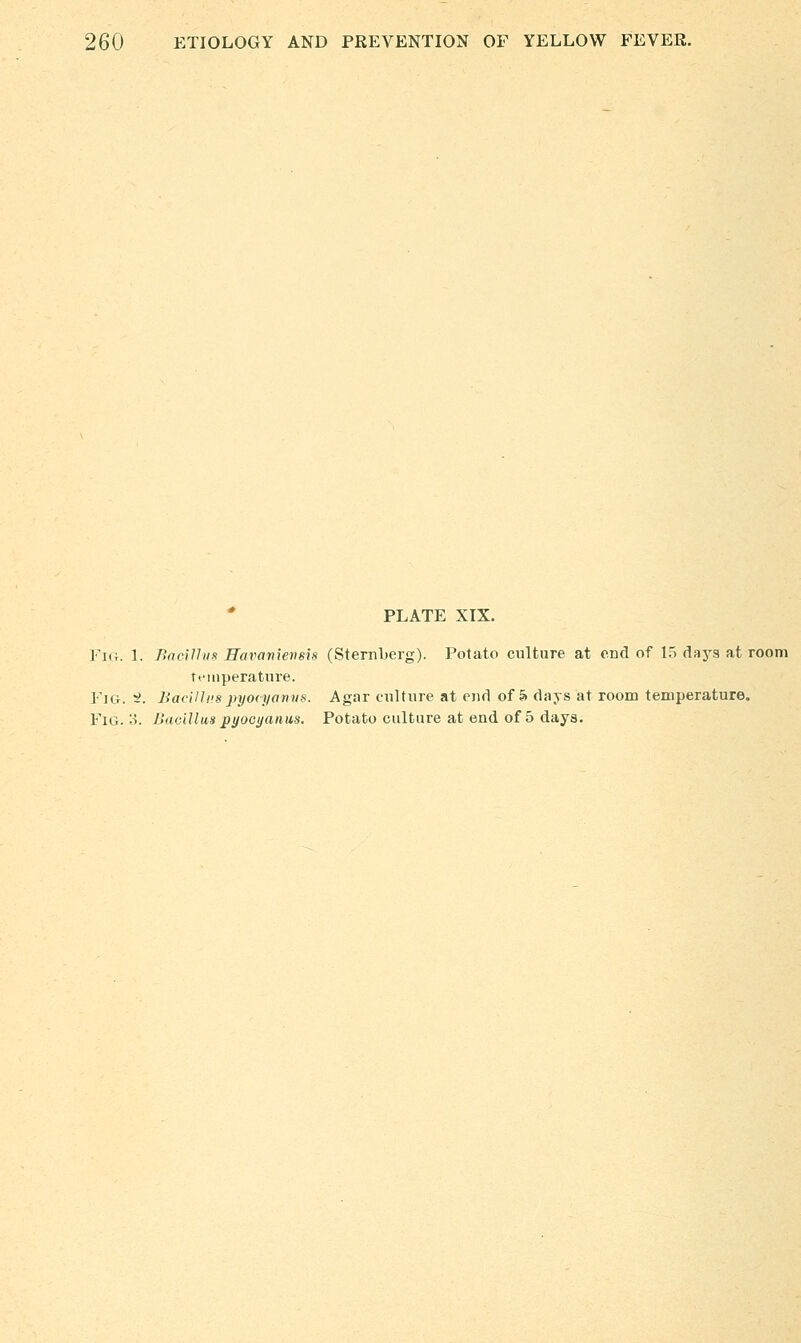 * PLATE XIX. I-'iG. L BncUhis Ravanievsis (Sternberg). Potato culture at end of 15 days at room temperature. Fig. 5!. BacVliis pyocyanns. Agar culture at end of & days at room temperature. Fig. o. Bacillus pyocyanus. Potato culture at end of 5 days.