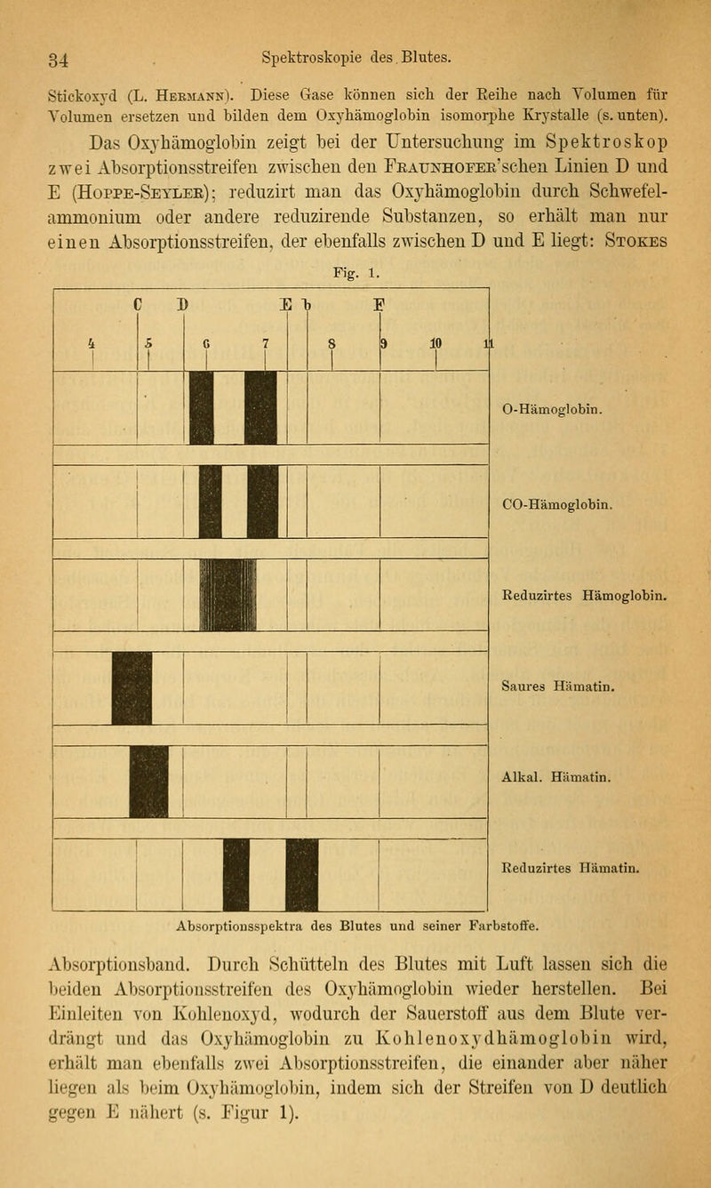 Stickoxyd (L. HebmannI. Diese Gase können sich der Eeihe nach Volumen für Volumen ersetzen und bilden dem Ox3-hämoglobin isomorphe Krystalle (s. unten). Das OxYhämogiobiu zeigt bei der Untersucliimg im Spektroskop zwei Absorptionsstreifeu zwischen den Fraunhofee'sehen Linien D und E (Hoppe-Seyler) ; reduzirt man das Ox3^hämogiobin dnrch Schwefel- ammonium oder andere reduzirende Substanzen, so erhält man nur einen Absorptionsstreifen, der ebenfalls zwischen D und E liegt: Stokes Fig. 1. CD El 4 5 G 7 3 E 8 9 10 11 ii II ■ 1 1 TT 0-Hämoglobin. CO-Hämoglobin. Reduzirtes Hämoglobin. Saures Hämatin. Alkal. Hämatin. Reduzirtes Hämatin. Absorptiousspektra des Blutes und seiner Farbstoffe. Absorptionsband. Durch Schütteln des Blutes mit Luft lassen sich die beiden Absorptioiisstreifen des Oxyhiimoglobin wieder herstellen. Bei Einleiten von Ivohleuoxyd, wodurch der Sauerstoff aus dem Blute ver- drängt und das Oxyhämoglobin zu Kohlenoxydhämoglobin wird, erhält man ebenfalls zwei Absorptionsstreifen, die einander aber näher liegen als beim Oxyhämoglobin, indem sich der Streifen von D deutlich gegen E nähert (s. Eigur 1).
