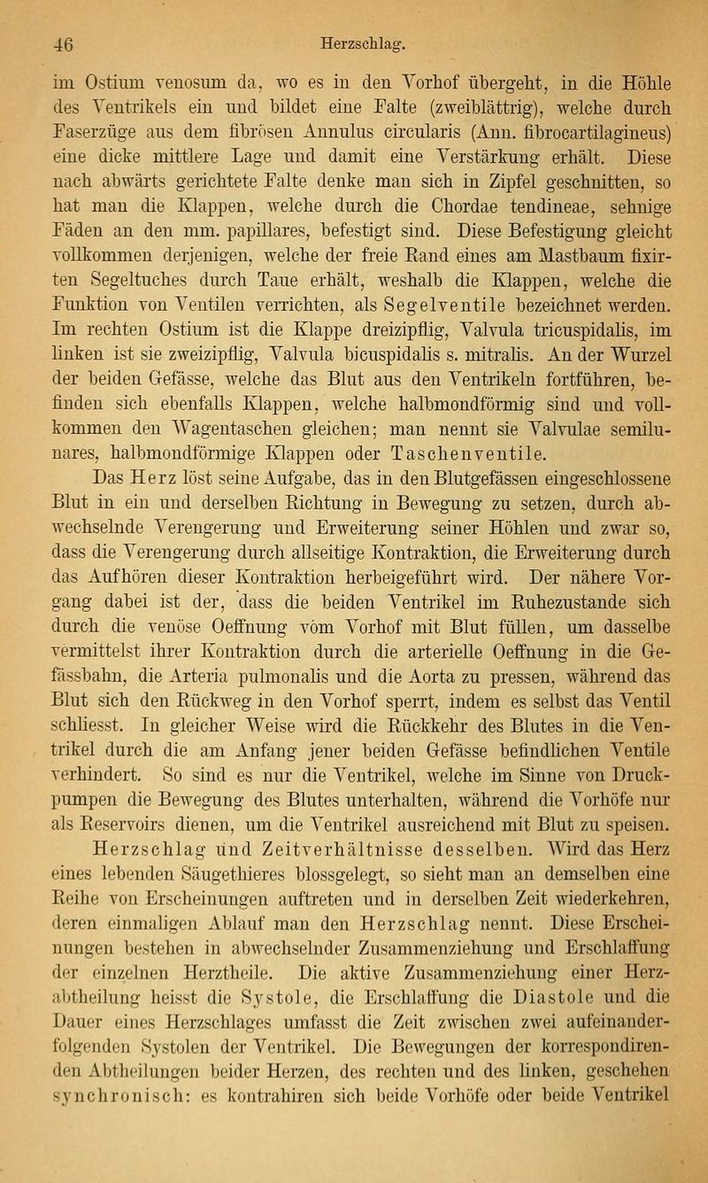 im Ostium veuosum da, wo es in den Vorhof übergeM, in die Höhle des Ventrikels ein und bildet eine Ealte (zweiblättrig), welche durch Faserzüge aus dem fibrösen Annulus circularis (Ann. fibrocartilagineus) eine dicke mittlere Lage und damit eine Verstärkung erhält. Diese nach abwärts gerichtete Falte denke man sich in Zipfel geschnitten, so hat man die Klappen, welche durch die Chordae tendineae, sehnige Fäden an den mm. papilläres, befestigt sind. Diese Befestigung gleicht vollkommen derjenigen, welche der freie Eand eines am Mastbaum fixir- ten Segeltuches durch Taue erhält, weshalb die Klappen, welche die Funktion von Ventilen verrichten, als Segelveutile bezeichnet werden. Im rechten Ostium ist die Klappe dreizipflig, Valvula tricuspidalis, im linken ist sie zweizipflig, Valvula bicuspidalis s. mitrahs. An der Wurzel der beiden G-efässe, welche das Blut aus den Ventrikeln fortführen, be- finden sich ebenfalls Klappen, welche halbmondförmig sind und voll- kommen den Wagentaschen gleichen; man nennt sie Valvulae semilu- nares, halbmondförmige Klappen oder Taschenventile. Das Herz löst seine xiufgabe, das in den Blutgefässen eingeschlossene Blut in ein und derselben Richtung in Bewegung zu setzen, durch ab- wechselnde Verengerung und Erweiterung seiner Höhlen und zwar so, dass die Verengerung durch allseitige Kontraktion, die Erweiterung durch das Aufhören dieser Kontraktion herbeigeführt wird. Der nähere Vor- gang dabei ist der, dass die beiden Ventrikel im Ruhezustande sich durch die venöse Oeffnung vom Vorhof mit Blut füllen, um dasselbe vermittelst ihrer Kontraktion durch die arterielle Oeffnung in die Ge- fässbahn, die Arteria pulmonahs und die Aorta zu pressen, während das Blut sich den Rückweg in den Vorhof sperrt, indem es selbst das Ventil schliesst. In gleicher Weise wird die Rückkehr des Blutes in die Ven- trikel durch die am Anfang jener beiden Gefässe befindlichen Ventile verhindert. So sind es nur die Ventrikel, welche im Sinne von Druck- pumpen die Bewegung des Blutes unterhalten, während die Vorhöfe nur als Reservoirs dienen, um die Ventrikel ausreichend mit Blut zu speisen. Herzschlag und Zeitverhältnisse desselben. Wird das Herz eines lebenden Säugethieres blossgelegt, so sieht man an demselben eine Reihe von Erscheinungen auftreten und in derselben Zeit wiederkehren, deren einmaligen Ablauf man den Herzschlag nennt. Diese Erschei- nungen bestehen in abwechselnder Zusammenziehung und Erschlaffung der einzelnen Herztheile. Die aktive Zusammenziehung einer Herz- abtheilung heisst die Systole, die Erschlaffung die Diastole und die Dauer eines Herzschlages umfasst die Zeit zwischen zwei aufeinander- folgenden Systolen der Ventrikel. Die Bewegungen der korrespondiren- den Abtheilungen beider Herzen, des rechten und des linken, geschehen synchronisch: es kontrahiren sich beide Vorhöfe oder beide Ventrikel