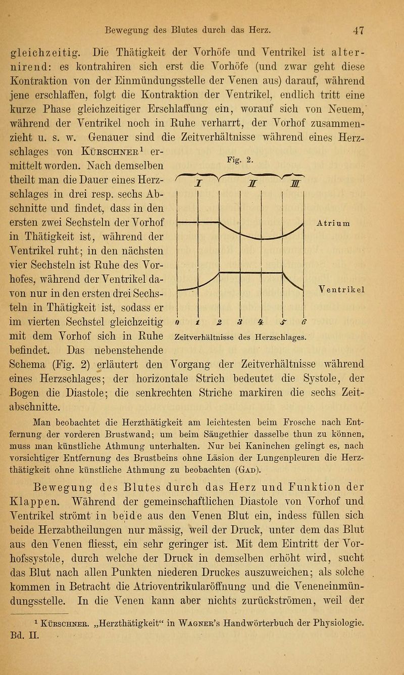 j r  ^ X ^ y Atrium Ventrikel gleichzeitig. Die Thätigkeit der Yorhöfe und Ventrikel ist alter- nirend: es kontrahiren sich erst die Vorhöfe (und zwar geht diese Kontraktion von der Einmündungsstelle der Venen aus) darauf, während jene erschlaffen, folgt die Kontraktion der Ventrikel, endlich tritt eine kurze Phase gleichzeitiger Erschlaffung ein, worauf sich von Neuem,' während der Ventrikel noch in Ruhe verharrt, der Vorhof zusammen- zieht u. s. w. Genauer sind die Zeitverhältnisse während eines Herz- schlages von Kürschnee ^ er- mittelt worden. Nach demselben '^' theilt man die Dauer eines Herz- schlages in drei resp. sechs Ab- schnitte und findet, dass in den ersten zwei Sechsteln der Vorhof in Thätigkeit ist, während der Ventrikel ruht; in den nächsten vier Sechsteln ist Ruhe des Vor- hofes, während der Ventrikel da- von nur in den ersten drei Sechs- teln in Thätigkeit ist, sodass er im vierten Sechstel gleichzeitig mit dem Vorhof sich in Ruhe befindet. Das nebenstehende Schema (Fig. 2) erläutert den Vorgang der Zeitverhältnisse während eines Herzschlages; der horizontale Strich bedeutet die Systole, der Bogen die Diastole; die senkrechten Striche markiren die sechs Zeit- abschnitte. Man beobachtet die Herzthätigkeit am leichtesten beim Frosche nach Ent- fernung der vorderen Brustwand; um beim Säugethier dasselbe thun zu können, muss man künstliche Athmung unterhalten. Nur bei Kaninchen gelingt es, nach vorsichtiger Entfernung des Brustbeins ohne Läsion der Lungenpleuren die Herz- thätigkeit ohne künstliche Athmung zu beobachten (Gad). Bewegung des Blutes durch das Herz und Funktion der Klappen. Während der gemeinschaftlichen Diastole von Vorhof und Ventrikel strömt in beide aus den Venen Blut ein, indess füllen sich beide Herzabtheilungen nur massig, weil der Druck, unter dem das Blut aus den Venen fliesst, ein sehr geringer ist. Mit dem Eintritt der Vor- hofssystole, durch welche der Druck in demselben erhöht wird, sucht das Blut nach allen Punkten niederen Druckes auszuweichen; als solche kommen in Betracht die Atrioventrikularöffnung und die Veneneinmün- dungsstelle. In die Venen kann aber nichts zurückströmen, weil der s Zeitverhältnisse des Herzschlages. KÜBSCHNEK. „Herzthätigkeit in Wagner's Handwörterbuch der Physiologie. Bd. n.