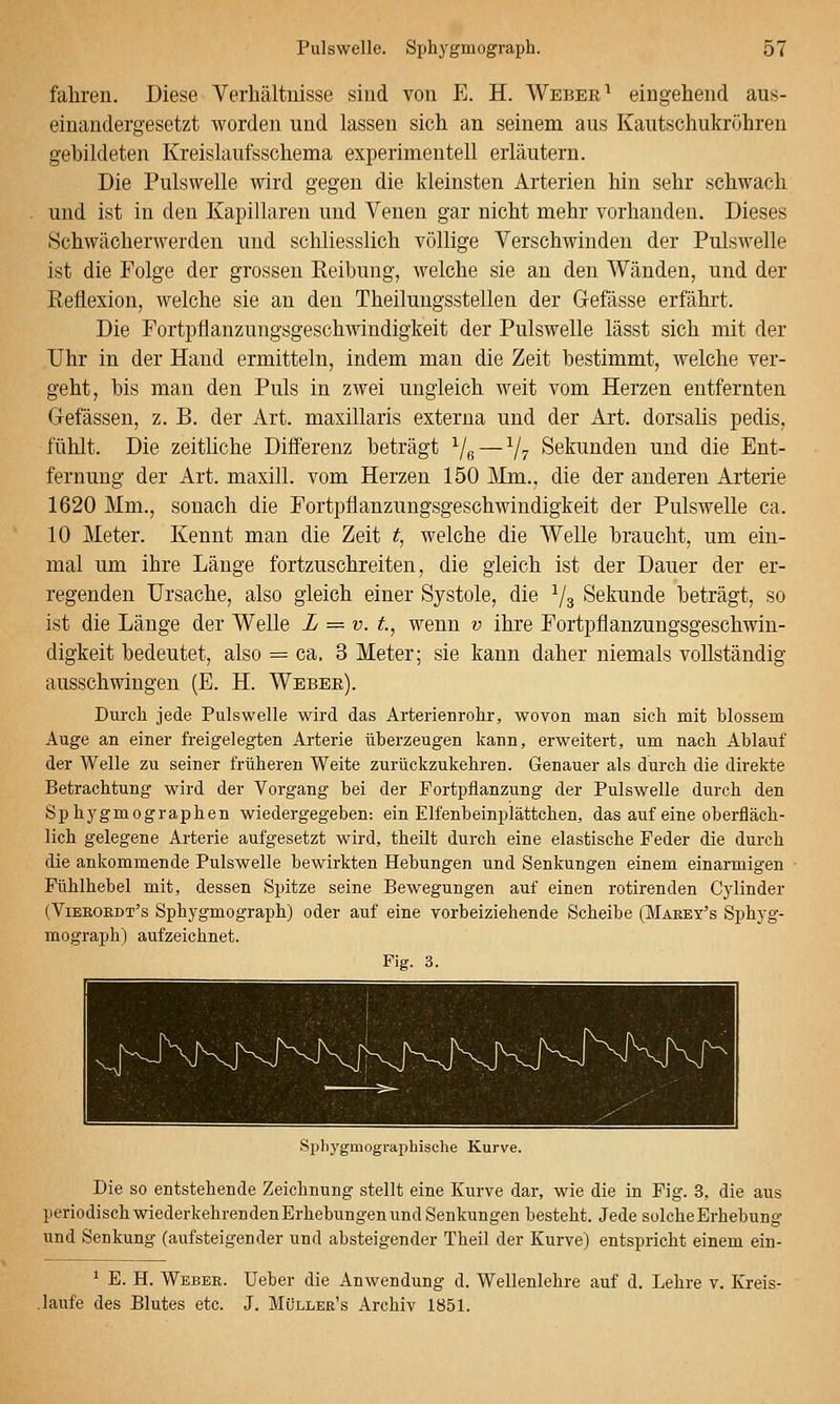 fahren. Diese Verhältnisse sind von E. H. Weber ^ eingehend aus- einandergesetzt worden und lassen sich an seinem aus Kautschukröhren gebildeten Kreislaufsschema experimentell erläutern. Die Pulswelle wird gegen die kleinsten Arterien hin sehr schwach und ist in den Kapillaren und Venen gar nicht mehr vorhanden. Dieses Schwächerwerden und schliesslich völlige Verschwinden der Pulswelle ist die Folge der grossen Reibung, welche sie an den Wänden, und der Reflexion, welche sie an den Theilungsstellen der Gefässe erfährt. Die Fortpflanzungsgeschwindigkeit der Pulswelle lässt sich mit der Uhr in der Hand ermitteln, indem man die Zeit bestimmt, welche ver- geht, bis man den Puls in zwei ungleich weit vom Herzen entfernten Gefässen, z. B. der Art. maxillaris externa und der Art. dorsalis pedis, fühlt. Die zeitliche Differenz beträgt ^e — Vv Sekunden und die Ent- fernung der Art. maxill. vom Herzen 150 Mm., die der anderen Arterie 1620 Mm., sonach die Fortpflanzungsgeschwindigkeit der Pulswelle ca. 10 Meter. Kennt man die Zeit ^, welche die Welle braucht, um ein- mal um ihre Länge fortzuschreiten, die gleich ist der Dauer der er- regenden Ursache, also gleich einer Systole, die Vs Sekunde beträgt, so ist die Länge der Welle L — v. t, wenn v ihre Fortpflanzungsgeschwin- digkeit bedeutet, also = ca. 3 Meter; sie kann daher niemals vollständig ausschwingen (E. H. Weber). Durch jede Pulswelle wird das Arterienrohr, wovon man sich mit blossem Auge an einer freigelegten Arterie überzeugen kann, erweitert, um nach Ablauf der Welle zu seiner früheren Weite zurückzukehren. Genauer als durch die direkte Betrachtung wird der Vorgang bei der Fortpflanzung der Pulswelle durch den Sphygmographen wiedergegeben: ein Elfenbeinplättchen, das auf eine oberfläch- lich gelegene Arterie aufgesetzt wird, theilt durch eine elastische Feder die durch die ankommende Pulswelle bewirkten Hebungen und Senkungen einem einarmigen Fühlhebel mit, dessen Spitze seine Bewegungen auf einen rotirenden Cylinder (Vieeordt's Sphygmograph) oder auf eine vorbeiziehende Scheibe (Märey's Sphyg- mograph) aufzeichnet. Fig. 3. Spliygmographische Kurve. Die so entstehende Zeichnung stellt eine Kurve dar, wie die in Fig. 3, die aus periodisch wiederkehren den Erhebungen und Senkungen besteht. Jede solche Erhebung und Senkung (aufsteigender und absteigender Theil der Kurve) entspricht einem ein- ^ E. H. Weber. Ueber die Anwendung d. Wellenlehre auf d. Lehre v, Kreis- läufe des Blutes etc. J. Müller's Archiv 1851.