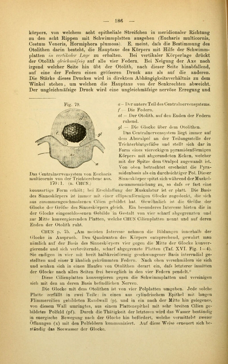 — 18ß körpers, von welchem acht epitheliale Streifchen in meridionaler Richtung zu den acht Rippen mit Schwimmplatten ausgehen (Eucharis multicornis, Cestum Veneria, Hormiphora plumosa). E. meint, dafs die Bestimmung des Otolithen darin besteht, die Hauptaxe des Körpers mit Hilfe der Schwimm- platten in vertikaler Lcujr zu erhalten. Bei vertikaler Körperlage drückt der Otolith rilriclnväfsiji auf alle vier Federn. Bei Neigung der Axe nach irgend welcher Seite hin übt der Otolith, nach dieser Seite hinabfallend, auf eine der Federn einen gröfseren Druck aus als auf die anderen. Die Stärke dieses Druckes wird in direktem AbhängigkeitsA^erhältnis zu dem ЛVinkel stehen, um welchen die Hauptaxe von der Senkrechten abweicht. Der ungleichmäfsige Druck wird eine ungleichmäfsige nervöse Erregung und Das l entrahK^rvenbystera von Eucharis multicornis vou der TriebtereVjene ans. 17ü:l. (n. CHUN.j Fig. 79. a — ]^er untere Teil des Centraluervensystems. f — Die Federn. ot — Der Otolith. auf den Enden der Federn ruhend. gl — Die Glocke über dem ütolithen. l)as Centralnervensystera liegt immer auf dein Aboralpol an der Teilungsstelle der ^__^ Ti-ic-hterblutoefäfse und stellt sich dar in I N^ Form eines viereckigen pyramidenförmifren \, ,  Körpers mit abj^erundeten Ecken, welcher mit der Spitze dem Oralpol zugewandt ist. Л'оп oljen betrachtet erscheint die l'yra- midenbasis als ein durchsichtiger Pol. Dieser Sinneskörper spitzt sich während der Muskel- zusammenziehung zu, so dafs er fast eine kouusartif;e Form erhält; bei Erschlaffung' der Muskulatur ist er platt. Die Basis des Siuneskörpers ist immer mit einer elliiisenfilrmigeu Glocke zugedeckt, die sieh aus zusammengeschmolzenen Cilien g-p]iildet hat. (jewiibnlicli ist die Gn'ifse der Glocke der Gröfse des Sinueskiirpers gleich. Ein besonderes Interesse bieten die in der Glocke eingeschlossenen Gebilde in Gestalt von vier seharf abgegrenzten uml zur Mitte konvergierenden Platten, welche CHUN Cilienplatteu nennt und auf deren Enden der Otolith ruht. CHUN p. 75. „Am meisten Intei-esse nehmen die Hildungen innerhalb der (ilocke in Anspruch. Den Quadranten des Körpers entsprechend, gewahrt man nämlich auf der Basis des Sinueskörjjers vier gegen die Mitte der Glocke konver- gierende und sich verbreiternde, scharf abgegrenzte Platten (Taf. XVI. Fig. 1 — 4). Sie endigen in vier mit breit halbkreisförmig geschwungener Basis interradial ge- stellten und einer ü ähnlich gekrümmten Federn. Nach oben verschmälern sie sich und senken sich in einen Haufen von Otolithen derart ein, dafs letzterer inmitten der Glocke nach allen Seiten frei beweglich in den vier Federn pendelt. Diese Cilienplatten konvergieren gegen die Schwimmplatten und vereinigen sicli mit den an deren Basis betindliehen Nerven. Die Glocke mit dem Otolithen ist von vier Polplatten umgeben. Jede solche Platte zerfällt in zwei Teile: in einen aus cylindrischem Epithel mit langen Flimmercilien gebildeten Randwall (p). und in ein nach der Mitte hin gelegenes, von diesem Wall umringtes, aus einem Plattenepithel mit sehr breiten Cilien ge- bildetes Polfeld (pf). Durch die Thätigkeit der letzteieu wird das Wasser beständig in energische Bewegung nach der Glocke hin befördert, welche vermittelst zweier Offnungen (x) mit den Polfeldern kommuniziert. Auf diese Weise erneuert sich be- ständig das See Wasser der Glocke.