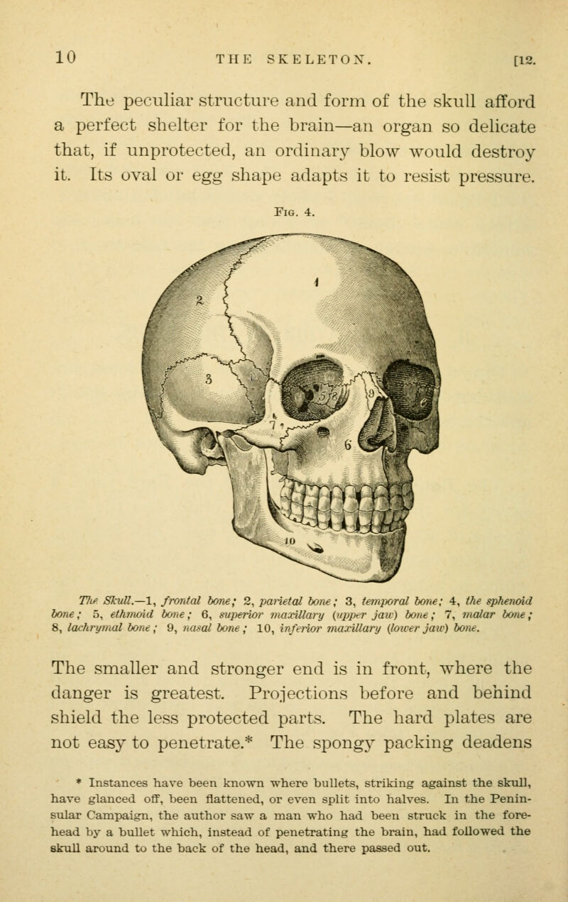 The peculiar structure and form of the skull afford a perfect shelter for the brain—an organ so delicate that, if unprotected, an ordinary blow would destroy it. Its oval or egg shape adapts it to resist pressure. Fig. 4. 77*/? Skull.—1, frontal bone; 2, parietal bone; 3, temporal bone; 4, the sphenoid bone; 5, ethmoid bone; 6, superior maxillary {upper jaw) bone; 7, malar bone; 8, lachrymal bone; 9, nasal bone; 10, infe?ior maxillary (lower jaw) boat. The smaller and stronger end is in front, where the danger is greatest. Projections before and behind shield the less protected parts. The hard plates are not easy to penetrate.* The spongy packing deadens * Instances have been known where bullets, striking against the skull, have glanced off, been flattened, or even split into halves. In the Penin- sular Campaign, the author saw a man who had been struck in the fore- head by a bullet which, instead of penetrating the brain, had followed the skull around to the back of the head, and there passed out.