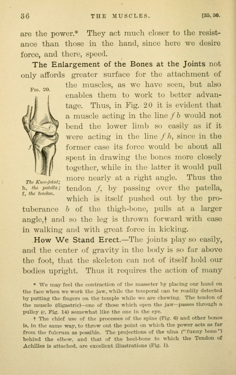 Fig. 20. are the power.* They act much closer to the resist- ance than those in the hand, since here we desire force, and there, speed. The Enlargement of the Bones at the Joints not only affords greater surface for the attachment of the muscles, as we have seen, but also enables them to work to better advan- tage. Thus, in Fig. 20 it is evident that a muscle acting in the line / b would not bend the lower limb so easily as if it were acting in the line f k, since in the former case its force would be about all spent in drawing the bones more closely together, while in the latter it would pull more nearly at a right angle. Thus the tendon /, by passing over the patella, which is itself pushed out by the pro- b of the thigh-bone, pulls at a larger angle,! and so the leg is thrown forward with ease in walking and with great force in kicking. How We Stand Erect.—The joints play so easily, and the center of gravity in the body is so far above the foot, that the skeleton can not of itself hold our bodies upright. Thus it requires the action of many * We may feel the contraction of the masseter by placing our hand on the face when we work the jaw, while the temporal can be readily detected by putting the fingers on the temple while we are chewing. The tendon of the muscle (digastric)—one of those which open the jaw—passes through a pulley (c, Fig. 14) somewhat like the one in the eye. t The chief use of the processes of the spine (Pig. 6) and other bones is, in the same way, to throw out the point on which the power acts as far from the fulcrum as possible. The projections of the ulna ( funny bone ) behind the elbow, and that of the heel-bone to which the Tendon of Achilles is attached, are excellent illustrations (Fig. 1). The Knee-joint; h, the patella; f, the tendon. tuberance