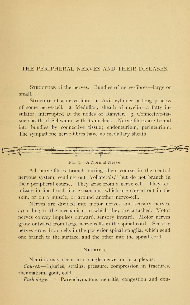 THE PERIPHERAL NERVES AND THEIR DISEASES. Structure of the nerves. Bundles of nerve-fibres—large or small. Structure of a nerve-fibre: i. Axis cylinder, a long process of some nerve-cell. 2. Medullary sheath of myelin—a fatty in- sulator,, interrupted at the nodes of Ranvier. 3. Connective-tis- sue sheath of Schwann, with its nucleus. Nerve-fibres are bound into bundles by connective tissue; endoneurium, perineurium. The sympathetic nerve-fibres have no medullary sheath. Fig. 1.—a Normal Nerve, All nerve-fibres branch during their course in the central nervous system, sending out collaterals, but do not branch in their peripheral course. They arise from a nerve-cell. They ter- minate in fine brush-like expansions which are spread out in the skin, or on a muscle, or around another nerve-cell. Nerves are divided into motor nerves and sensory nerves, according to the mechanism to which they are attached. Motor nerves convey impulses outward, sensory inward. Motor nerves grow outward from large nerve-cells in the spinal cord. Sensory nerves grow from cells in the posterior spinal ganglia, which send one branch to the surface, and the other into the spinal cord. Neuritis. Neuritis may occur in a single nerve, or in a plexus. Causes.—Injuries, strains, pressure, compression in fractures, rheumatism, gout, cold. Pathologw—I. Parenchymatous neuritis, congestion and exu-