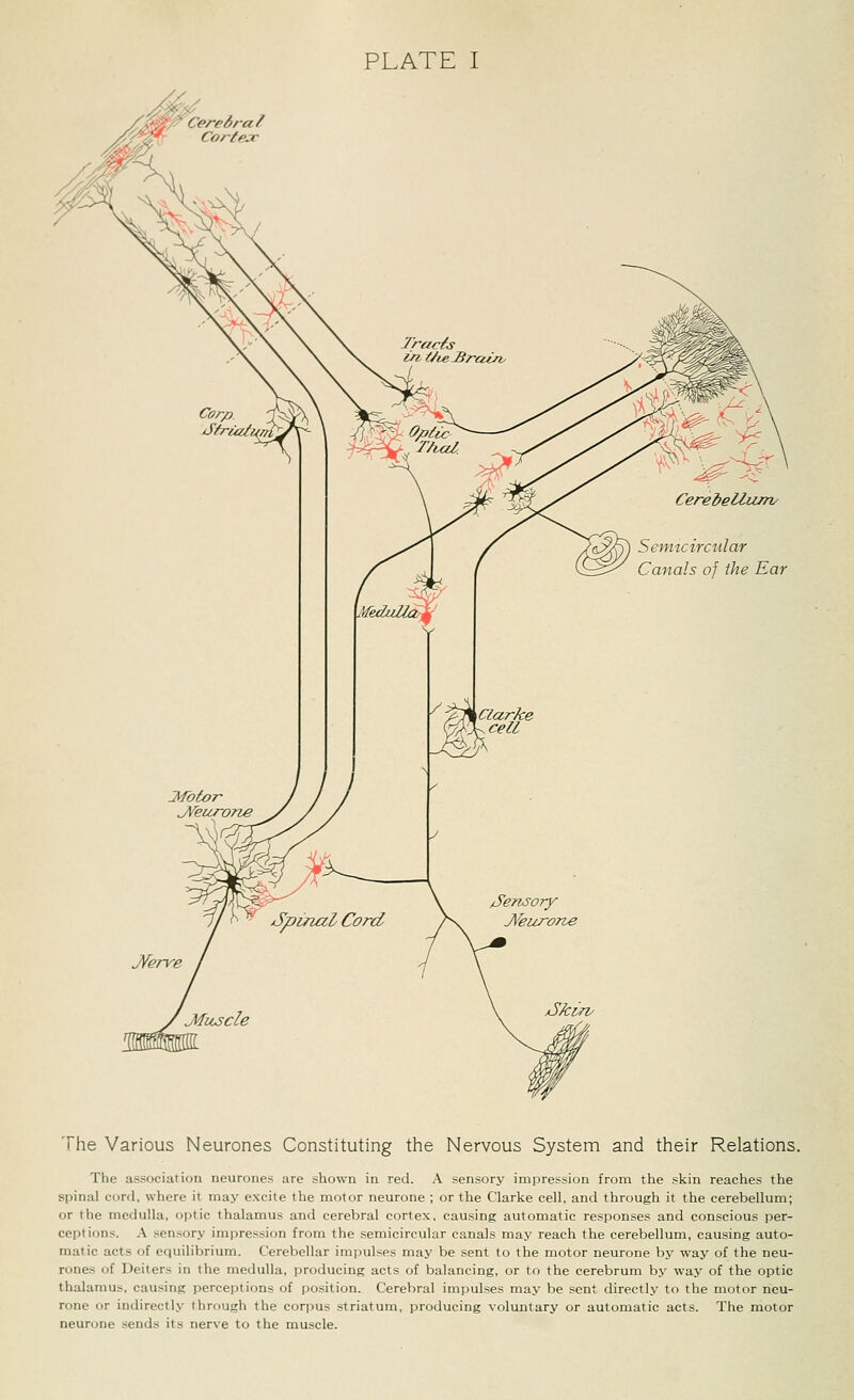 PLATE I The Various Neurones Constituting the Nervous System and their Relations. The association neurones are shown in red. A sensory impression from the skin reaches the spinal cord, where it may excite the motor neurone ; or the Clarke cell, and through it the cerebellum; or the medulla, optic thalamus and cerebral cortex, causing automatic responses and conscious per- ceptions. A sensory impression from the semicircular canals may reach the cerebellum, causing auto- matic acts of equilibrium. Cerebellar impulses may be sent to the motor neurone by way of the neu- rones of Deiters in the medulla, producing acts of balancing, or to the cerebrum by way of the optic thalamus, causing perceptions of position. Cerebral impulses may be sent directly to the motor neu- rone or indirectly through the corpus striatum, producing voluntary or automatic acts. The motor neurone sends its nerve to the muscle.