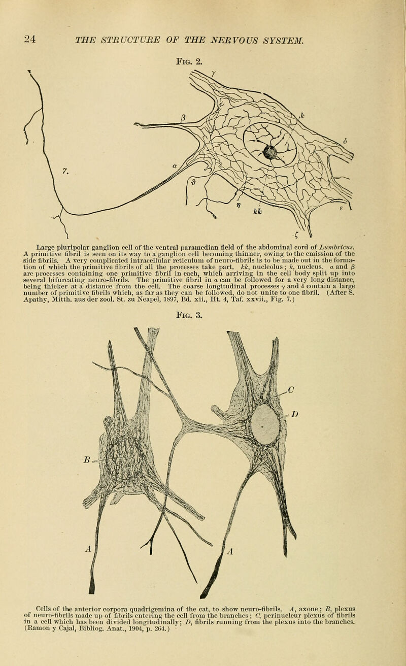 Fig. 2. Large pluripolar ganglion cell of the ventral paramedian field of the abdominal cord of Lvmbriciis. A primitive fibril is seen on its way to a ganglion cell becoming thinner, owing to the emission of the side fibrils. A very complicated intracellular reticulum of neuro-fibrils is to be made out in the forma- tion of which the primitive fibrils of all the processes take part, kk, nucleolus; k, nucleus, a and /3 are processes containing one primitive fibril in each, which arriving in the cell body split up into several bifurcating neuro-fibrils. The primitive fibril in a can be followed for a very long distance, being thicker at a distance from the cell. The coarse longitudinal processes y and & contain a large number of primitive fibrils which, as far as they can be followed, do not unite to one fibril. (After S. Apathy, Mitth. aus der zool. St. zu Neapel, 1897, Bd. xii., Ht. 4, Taf. xxvii., Fig. 7.) Fig. 3. Cells of the anterior corpora quadrigemina of the cat, to show neuro-fibrils. A, axone ; B, plexus of neuro-fibrils made up of fibrils entering the cell from the branches ; C, perinucleur plexus of fibrils in a cell which has been divided longitudinally; D, fibrils running from the plexus into the branches. (Ramon y Cajal, Bibliog. Anat, 1904, p. 264.)