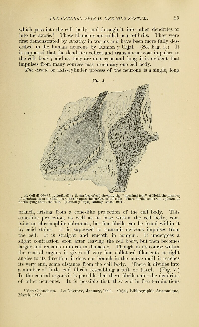 which pass into the cell body, and through it into other dendrites or into the axorie.^ These filaments are called neuro-fibrils. They were first demonstrated by Apathy in worms and have been more fully des- cribed in the hmnau neurone by Ramon y Cajal. (See Fig. 2.) It is supposed that the dendrites collect and transmit nervous impulses to the cell body ; and as they are niunerous and long it is evident that impulses from many sources may reach any one cell body. The axone or axis-cylinder process of the neurone is a single, long Fig. 4. <^' ^^ 1 -xt A, Cell dividpr' ] .gitudinally ; B, surface of cell showing the terminal feet of Held, the manner of termination of the fine neuro-fibrils upon the surface of the cells. These fibrils come from a plexus of fibrils lying about the cells. (Ramon y Cajal, Bibliog. Anat., 1904.) branch, arising from a cone-like projection of the cell body. This cone-like projection, as well as its base within the cell body, con- tains no chromophile substance, but fine fibrils can be found within it by acid stains. It is supposed to transmit nervous impulses from the cell. It is straight and smooth in contour. It undergoes a slight contraction soon after leaving the cell body, but then becomes larger and remains uniform in diameter. Though in its course within the central organs it gives oif very fine collateral filaments at right angles to its direction, it does not branch in the nerve until it reaches its very end, some distance from the cell body. There it divides into a number of little end fibrils resembling a tuft or tassel. (Fig. 7.) In the central organs it is possible that these fibrils enter the dendrites of other neurones. It is possible that they end in free terminations ^ Van Gehuchten. March, 1905. Le Ndvraxe, January, 1904. Cajal, Bibliographic Anatomique,