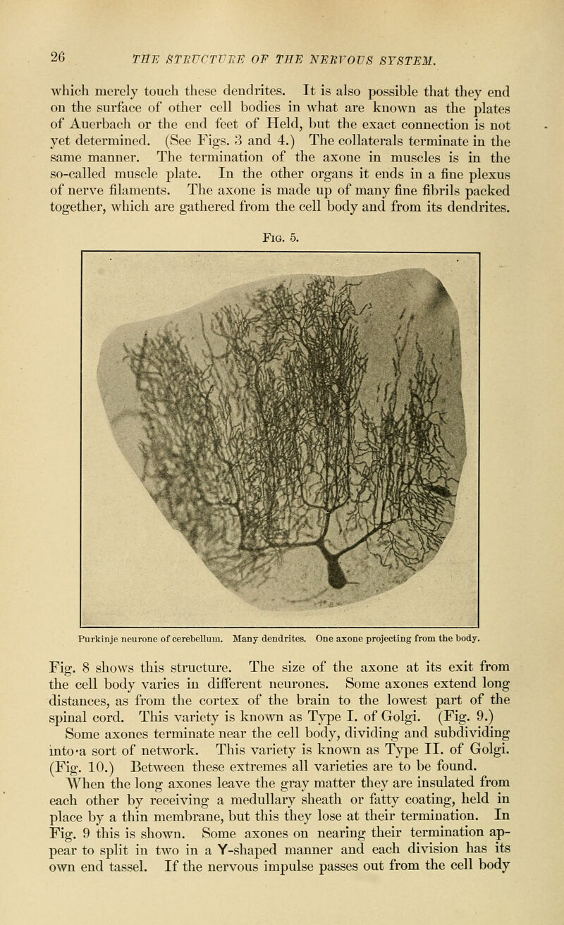 which merely touch these dcDclrites. It is also possible that they end on the surface of other cell bodies in what are known as the plates of Auerbach or the end feet of Held, but the exact connection is not yet determined. (See Figs. 3 and 4.) The collaterals terminate in the same manner. The termination of the axone in muscles is in the so-called muscle plate. In the other organs it ends in a fine plexus of nerve filaments. The axone is made up of many fine fibrils packed together, which are gathered from the cell body and from its dendrites. Fig. 5. Purkinje neurone of cerebellum. Many dendrites. One axone projecting from the body. Fig. 8 shows this structure. The size of the axone at its exit from the cell body varies in different neurones. Some axones extend long distances, as from the cortex of the brain to the lowest part of the spinal cord. This variety is known as Type I. of Golgi. (Fig. 9.) Some axones terminate near the cell body, dividing and subdividing mto-a sort of network. This variety is known as Type II. of Golgi. (Fig. 10.) Between these extremes all varieties are to be found. When the long axones leave the gray matter they are insulated from each other by receiving a medullary sheath or fatty coating, held in place by a thin membrane, but this they lose at their termination. In Fig. 9 this is shown. Some axones on nearing their termination ap- pear to split in two in a Y-shaped manner and each division has its own end tassel. If the nervous impulse passes out from the cell body