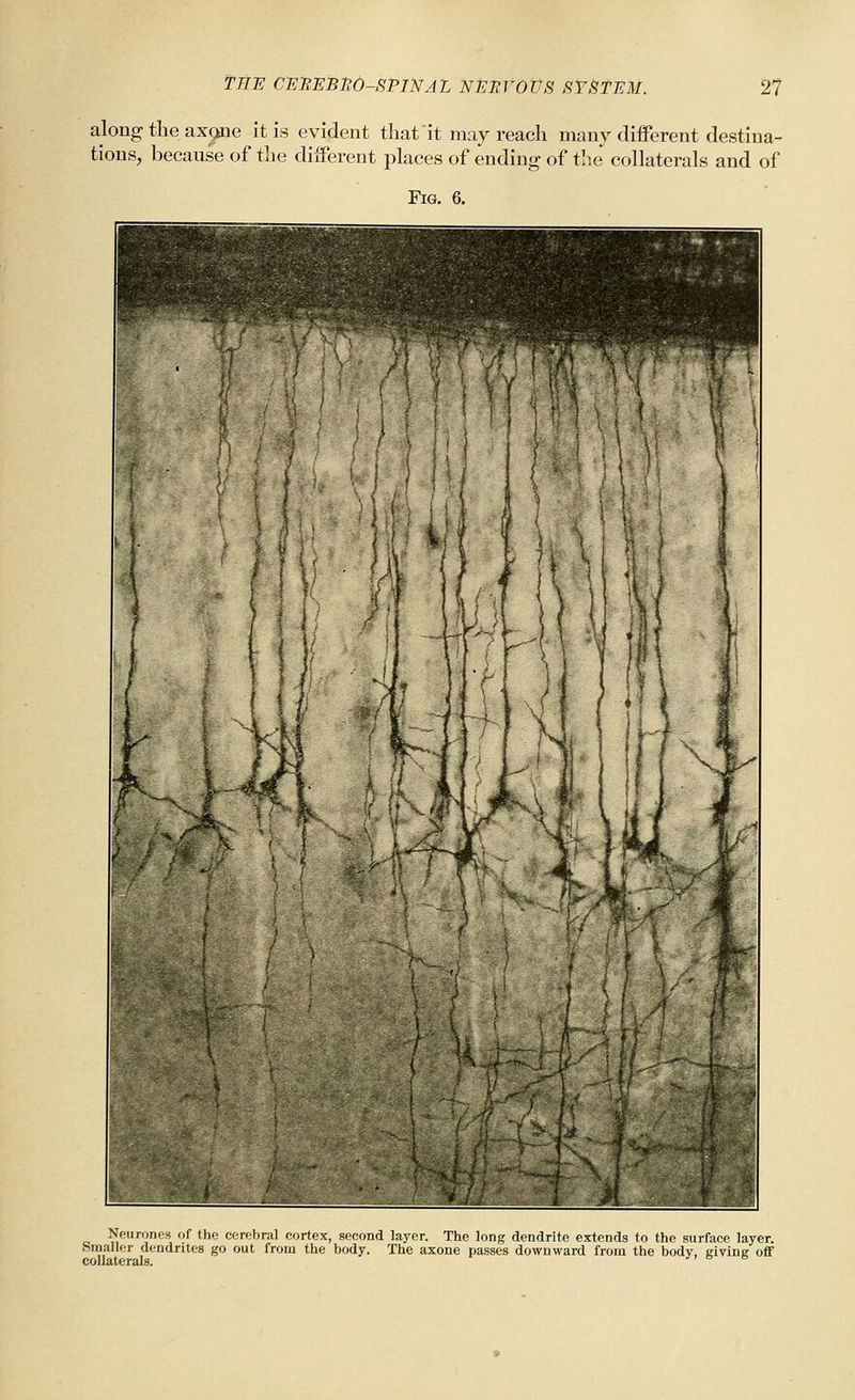 along the ax(>ne it is evident that it may reach many different destina- tions, because of tlie different places of ending of tlie collaterals and of Fig. 6. Neurones of the cerebral cortex, second layer. The long dendrite extends to the surface layer. Smaller dendrites go out from the body. The axons passes downward from the body, giving off collaterals.