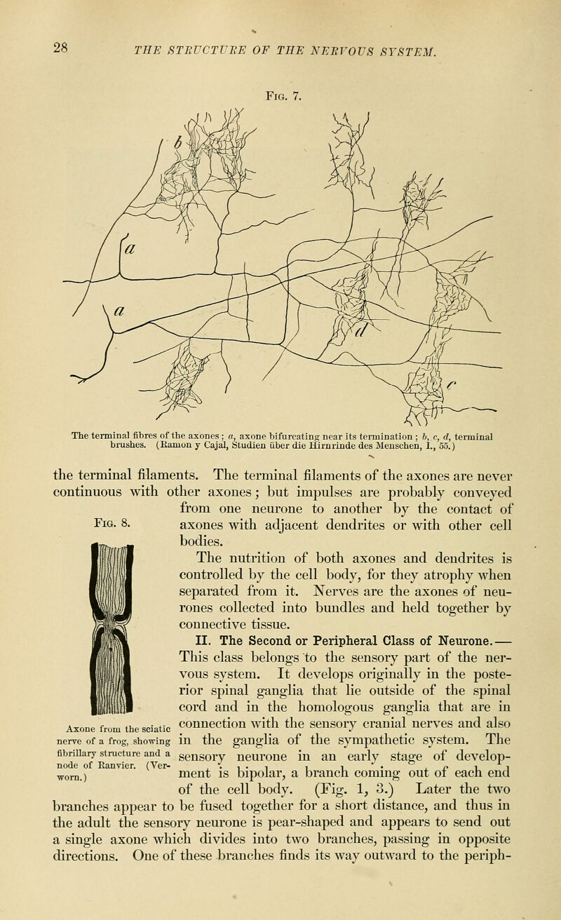 Fig. 7. Fig. 8. The terminal fibres of the axones ; a, axone bifurcating near its termination ; 6, c, d, terminal brushes. (Eamon y Cajal, Studien iiber die Hirnrinde des Meuschen, I., 55.) the terminal filaments. The terminal filaments of the axones are never continuous with other axones; but impulses are probably conveyed from one neurone to another by the contact of axones with adjacent dendrites or with other cell bodies. The nutrition of both axones and dendrites is controlled by the cell body, for they atrophy when separated from it. Nerves are the axones of neu- rones collected into bundles and held together by connective tissue. II. The Second or Peripheral Class of Neurone.— This class belongs to the sensory part of the ner- vous system. It develops originally in the poste- rior spinal ganglia that lie outside of the spinal cord and in the homologous ganglia that are in Axone from the sciatic couuection witli the scusory crauial nerves and also nerve of a frog, showing in the ganglia of the sympathetic system. The fibrillary structure and a gensory ueurouc iu au early stage of develop- node of Eanvier. (Ver- .'I'l i i • i n ii ^orn) ment is bipolar, a branch coming out ol each end of the cell body. (Fig. 1, 3.) Later the two branches appear to be fused together for a short distance, and thus in the adult the sensory neurone is pear-shaped and appears to send out a single axone which divides into two branches, passing in opposite directions. One of these branches finds its way outward to the periph-
