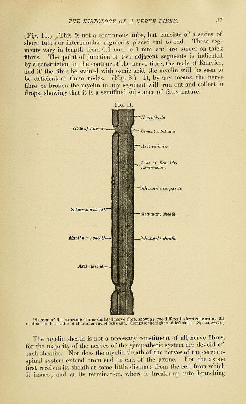 (Fig. 11.) ,^This is not a continuous tube, but consists of a series of short tubes or interannular segments placed end to end. These seg- ments vary in length from 0.1 mm. to 1 mm. and are longer on thick fibres. The point of junction of two adjacent segments is indicated by a constriction in the contour of the nerve fibre, the node of Ranvier, and if the fibre be stained with osmic acid the myelin will be seen to be deficient at these nodes. (Fig. 8.) If, by any means, the nerve fibre be broken the myelin in any segment will run out and collect in drops, showing that it is a semifluid substance of fatty nature. Node of Ranvier. 'Neurofibrils ' Cement stibstance Axis cylinder ^Line of Schmidt- Lantermann '—Schwann's corpuscle Schwann's sheath~i •Medullary sheath Mauthner's sheath .Schwann's sheath Axis cylinder~-i Diagram of the structure of a medullated nerve fibre, showing two different views Concerning the relations of the sheaths of Mauthner and of Schwann. Compare the right and left sides. (Symonowicz.) The myelin sheath is not a necessary constituent of all nerve fibres, for the majority of the nerves of the sympathetic system are devoid of such sheaths. Nor does the myelin sheath of the nerves of the cerebro- spinal system extend from end to end of the axone. For the axone first receives its sheath at some little distance from the cell from which it issues; and at its termination, where it breaks up into branching
