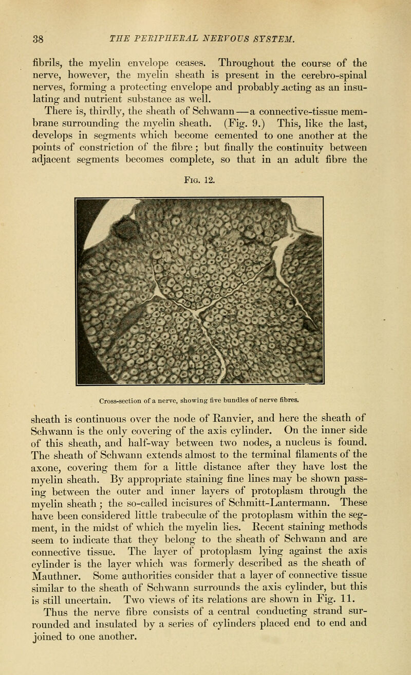fibrils, the myelin envelope ceases. Throughout the course of the nerve, however, the myelin sheath is present in the cerebro-spinal nerves, forming a protecting envelope and probably acting as an insu- lating and nutrient substance as well. There is, thirdly, the sheath of Schwann — a connective-tissue mem- brane surrounding the myelin sheath. (Fig. 9.) This, like the last, develops in segments which become cemented to one another at the points of constriction of the fibre; but finally the continuity between adjacent segments becomes complete, so that in an adult fibre the Fig. 12. Cross-section of a nerve, showing five bundles of nerve fibres. sheath is continuous over the node of Ranvier, and here the sheath of Schwann is the only covering of the axis cylinder. On the inner side of this sheath, and half-way between two nodes, a nucleus is found. The sheath of Schwann extends almost to the terminal filaments of the axone, covering them for a little distance after they have lost the myelin sheath. By appropriate staining fine lines may be shown pass- ing between the outer and inner layers of protoplasm through the myelin sheath ; the so-called incisures of Schmitt-Lantermann. These have been considered little trabeculse of the protoplasm within the seg- ment, in the midst of which the myelin lies. Eecent staining methods seem to indicate that they belong to the sheath of Schwann and are connective tissue. The layer of protoplasm lying against the axis cylinder is the layer which was formerly described as the sheath of Mauthner. Some authorities consider that a layer of connective tissue similar to the sheath of Schwann surrounds the axis cylinder, but this is still uncertain. Two views of its relations are shown in Fig. 11. Thus the nerve fibre consists of a central conducting strand sur- rounded and insulated by a series of cylinders placed end to end and joined to one another.