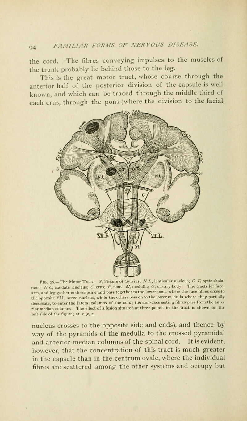 the cord. The fibres conveying impulses to the muscles of the trunk probably lie behind those to the leg. This is the great motor tract, whose course through the anterior half of the posterior division of the capsule is well known, and which can be traced through the middle third of each crus, through the pons (where the division to the facial Fig. 26.—The Motor Tract. .?, Fissure of Sylvius; N L, lenticular nucleus; O T, optic thala- mus; N C, caudate nucleus; C, crus; Py pons; M, medulla; O, olivary body. The tracts for face, arm, and leg gather in the capsule and pass together to the lower pons, where the face fibres cross to the opposite VII. nerve nucleus, while the others pass on to the lower medulla where they partially decussate, to enter the lateral columns of the cord; the non-decussating fibres pass from the ante- rior median columns. The effect of a lesion situated at three points in the tract is shown on the left side of the figure; at x,y, z. nucleus crosses to the opposite side and ends), and thence by way of the pyramids of the medulla to the crossed pyramidal and anterior median columns of the spinal cord. It is evident, however, that the concentration of this tract is much greater in the capsule than in the centrum ovale, where the individual fibres are scattered among the other systems and occupy but