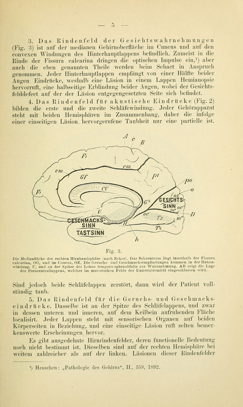 3. Das Ein den fei d der G e s ich t s walirnelimiingen (Fig. 3) ist auf der medianen Gehirnoberfläehe im Cuneus und auf den convexen Windungen des Hinterhauptlappens Ijehndlich. Zumeist in die Rinde der Fissura calcarina dringen die optischen Impulse ein,^) aber auch die eben genannten Theile werden beim Sehact in Anspruch genommen. Jeder Hinterhauptlappen empfängt von einer Hälfte beider Augen Eindrticke, weshalb eine Läsion in einem Lappen Hemianopsie hervorruft, eine halbseitige Erl)lindung beider Augen, wobei der Gesichts- felddefect auf der der Läsion entgegengesetzten Seite sich befindet. 4. Das R i n d e n f e 1 d für akustische Eindrücke (Fig. 2) bilden die erste und die zweite Schläfewindung. Jeder Gehörapparat steht mit beiden Hemisphären im Zusammenhang, daher die infolge einer einseitigen Läsion liervorgerufene Taubheit nur eine partielle ist. Fig. 3. Die Mcrlianfläche der recliten Hirnhemisphäre (nach Ecker). Das Sehcentrum liegt innerhalb der Fissura calcarina, OC, und im Cuneus, GZ. Die Cieruchs- und CTeschmaeksempfindungeQ kommen in der Haken- windung, U, und an der Spitze des Lobus teraporo-spbenoidalis zur Wahrnehmung. AB zeigt die Lage des Paracentrallappens, welcher im motorischen Felde der Unterextremilät eingeschlossen wird. Sind jedoch beide Schläfelappen zerstört, dann wird der Patient voll- ständig taub. 5. Das Rindenfeld für die Geruchs- und Geschmacks- ein drücke. Dasselbe ist an der Spitze des Schläfelappens, und zwar in dessen unteren und inneren, auf dem Keilbein aufruhenden Fläche localisirt. Jeder Lap])en steht mit sensorischen Organen auf l)eiden Körperseiten in Beziehung, und eine einseitige Läsion ruft selten bemer- kenswerte Erscheinungen hervor. Es gibt ausgedehnte Hirnrindenfelder, deren functionelle Bedeutung noch nicht bestimmt ist. Diesell)en sind auf der rechten Hemisphäre bei weitem zahlreicher als auf der linken. Läsionen dieser Rindenfelder