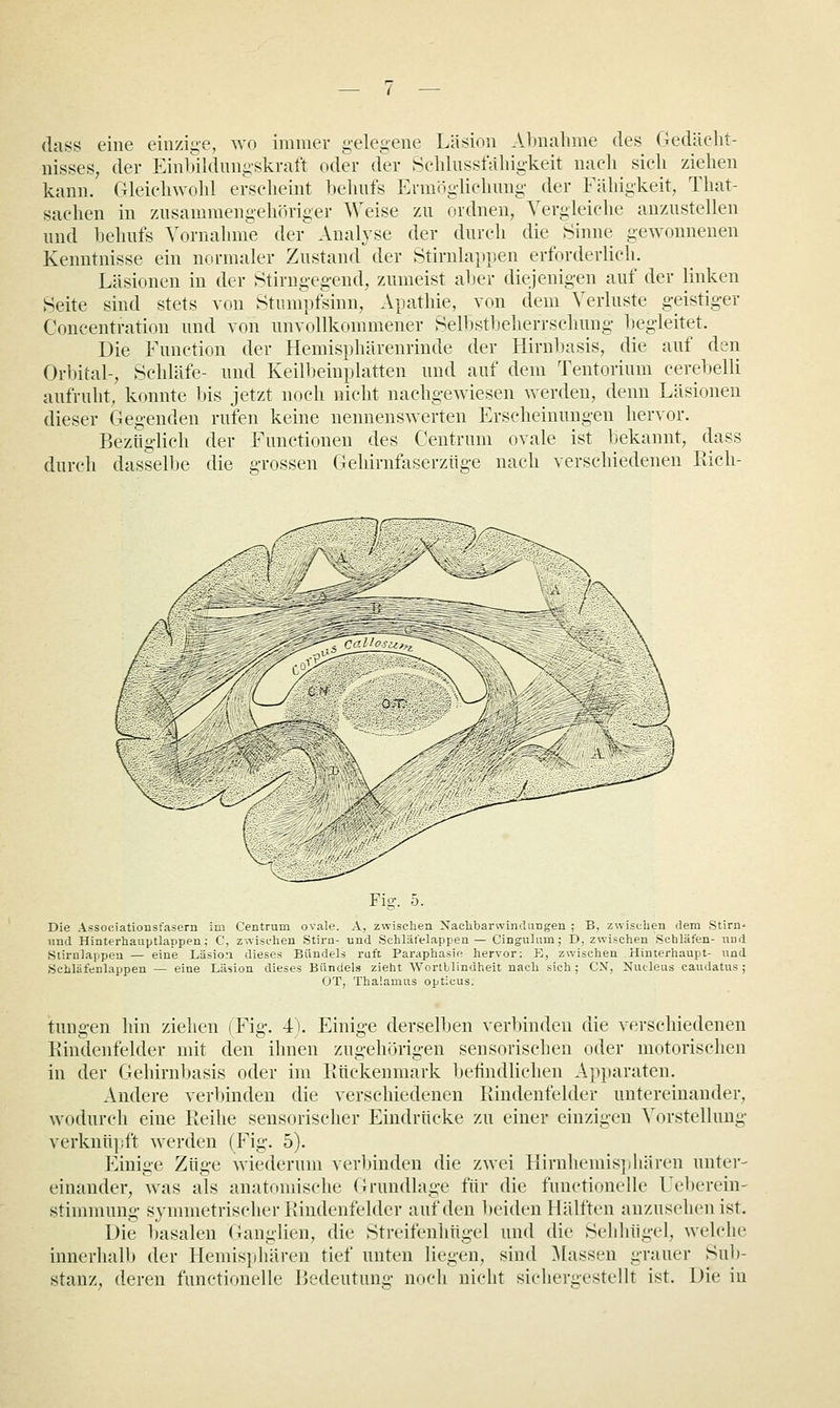 dass eine einzige, wo immer gelegene Läsion Alinalunc des Gedächt- nisses, der Einlnldungskraft oder der Sehlnsstaliiglceit nacli sich ziehen kann. Gleichwohl erscheint behufs Ermöglichung der Fähigkeit, That- sachen in zusammengehöriger Weise zu ordnen, Vergleiche anzustellen und Ijehufs Vornahme der Analyse der durch die Sinne gewonnenen Kenntnisse ein normaler Zustand der Stirnlappen erforderlich, Läsioneu in der Stirngegend, zumeist aher diejenigen auf der linken Seite sind stets von Stumpfsinn, Apathie, von dem Verluste geistiger Concentration und von unvollkommener Selhstljeherrschung hegleitet. Die Function der Hemisphärenrinde der Hirnbasis, die auf den Orbital-, Schläfe- und Keilbeinplatten und auf dem Tentorium cerebelli aufruht, konnte l)is jetzt noch nicht nachgewiesen werden, denn Läsionen dieser Gegenden rufen keine nennenswerten Erscheinungen hervor. Bezüglich der Functionen des Centrum ovale ist bekannt, dass durch dasselbe die grossen Gehirnfaserzlige nach verschiedenen Rich- Fig. 5. Die AssociatioDsfasern im Centrum ovale. A, zwischen Naclibarwinclungen ; B, zwischen dem Stirn- und Hinterhauptlappen; C, zwischen Stirn- und Schläfelappen — Cingulum; I), zwischen Schläfen- und Siirnlappeu — eine LUsiou dieses Bündels ruft Paraphasie hervor; E, zwischen Hiniei-haupt- und Schläfenlappen — eine Liision dieses Bündels zieht Wortllindheit nach sich ; CN, Niuleiis caudatus ; CT, Thalamus opticus. tungen hin ziehen (Fig. 4). Einige derselben verbinden die verschiedenen Kindenfelder mit den ihnen zugehörigen sensorischen oder motorischen in der Gehirnbasis oder im liückenmark befindlichen Apiiaraten. Andere verbinden die verschiedenen liindenfelder untereinander, wodurch eine Reihe sensorischer Eindrücke zu einer einzigen Vorstellung verknü];ft werden (Fig. 5). Einige Züge wiederum verbinden die zwei Hirnhemis]ihären unter- einander, was als anatomische (Trundlage für die functionclle Ucbcrein- Stimmung symmetrischer Rindenfelder auf den l)ciden Hälften anzusehen ist. Die basalen Ganglien, die Streifenhügel und die Sehhüg-el, welche innerhalb der Hemis]ihären tief unten liegen, sind blassen grauer Sub- stanz, deren functionclle Bedeutung nocli nicht sichergestellt ist. Die in