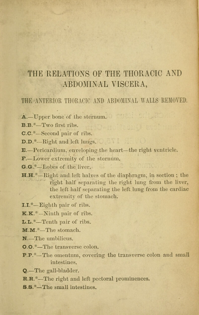 THE RELATIONS OF THE THORACIC AND ABDOMINAL VISCERA, THE ANTERIOE THORACIC AND ABDOMINAL WALLS REMOVED. A.—Upper bone of the sterDum. B.B.*—Two first ribs. C.C.*—Second pair of ribs. D.D.*—Right and left kings. E.—Pericardium, enveloping the heart—the right ventricle. F.—Lower extremity of tlie sternum. G.G.*—Lobes of the liver. H.H.*—Right and left halves of the diaphragm, in section ; the right half separating the right lung from the liver, the left half separating the left lung from the cardiac extremity of the stomach. I.I.*—Eighth pair of ribs. K.K.*—Kinth pair of x'ibs. L.L.^—Tenth pair of ribs. M.M.*—The stomach. N.—The umbilicus. O.O.*—The transverse colon. P.P.*—The omentum, covering the transverse colon and small intestines. Q.—The gall-bladder. R.R.*—The right and left pectoral prominences. S.S.*—The small intestines.