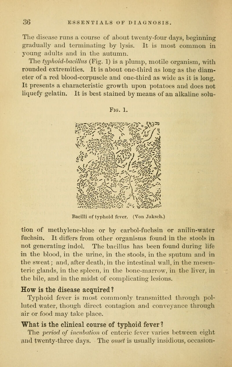 The disease runs a course of about twenty-four days, beginning gradually and terminating by lysis. It is most common in young adults and in the autumn. The typhoid-bacillus (Fig. 1) is a plump, motile organism, with rounded extremities. It is about one-third as long as the diam- eter of a red blood-corpuscle and one-third as wide as it is long. It presents a characteristic growth upon potatoes and does not liquefy gelatin. It is best stained by means of an alkaline solu= Fig. 1. Bacilli of typhoid fever. (Von Jaksch.) tion of methylene-blue or b}'- carbol-fuchsin or anilin-water fuchsin. It differs from other organisms found in the stools in not generating indol. The bacillus has been found during life in the blood, in the urine, in the stools, in the sputum and in the sweat; and, after death, in the intestinal wall, in the mesen- teric glands, in the spleen, in the bone-marrow, in the liver, in the bile, and in the midst of complicating lesions. How is the disease acquired ? Typhoid fever is most commonly transmitted through pol- luted water, though direct contagion and conveyance through air or food may take place. What is the clinical course of typhoid fever ? The period of incubation of enteric fever varies between eight and twenty-three days. The onset is usually insidious, occasion-