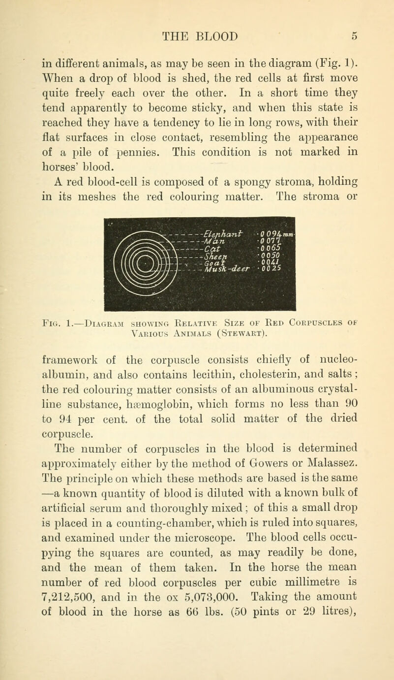 in different animals, as may be seen in the diagram (Fig. 1). When a drop of blood is shed, the red cells at first move quite freely each over the other. In a short time they tend apparently to become sticky, and when this state is reached they have a tendency to lie in long rows, with their flat surfaces in close contact, resembling the appearance of a pile of pennies. This condition is not marked in horses' blood. A red blood-cell is composed of a spongy stroma, holding in its meshes the red colouring matter. The stroma or ELcnha-ni- ■0 09lt.mm V Man 0 077 [_.-, -Goat , OOn 7_J Musk-deer ■ 00ZS Fig. 1.—Diagram shov.ing Relative Size of Eed Corpuscles of Various Animals (Stewart). framework of the corpuscle consists chiefly of nucleo- albumin, and also contains lecithin, cholesterin, and salts; the red colouring matter consists of an albuminous crystal- line substance, hemoglobin, which forms no less than 90 to 94 per cent, of the total solid matter of the dried corpuscle. The number of corpuscles in the blood is determined approximately either by the method of Gowers or Malassez. The principle on which these methods are based is the same —a known quantity of blood is diluted with a known bulk of artificial serum and thoroughly mixed ; of this a small drop is placed in a counting-chamber, which is ruled into squares, and examined under the microscope. The blood cells occu- pying the squares are counted, as may readily be done, and the mean of them taken. In the horse the mean number of red blood corpuscles per cubic millimetre is 7,212,500, and in the ox 5,073,000. Taking the amount of blood in the horse as 66 lbs. (50 pints or 29 litres),