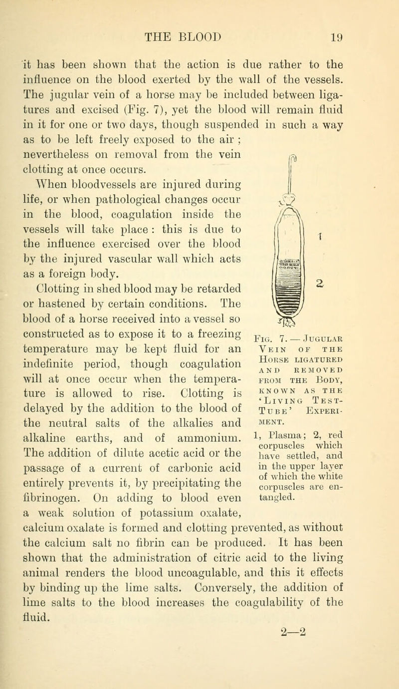 it has been shown that the action is due rather to the influence on the blood exerted by the wall of the vessels. The jugular vein of a horse may be included between liga- tures and excised (Fig. 7), yet the blood will remain fluid in it for one or two days, though suspended in such a way as to be left freely exposed to the air ; nevertheless on removal from the vein clotting at once occurs. When bloodvessels are injured during life, or when pathological changes occur in the blood, coagulation inside the vessels will take place : this is due to the influence exercised over the blood by the injured vascular wall which acts as a foreign body. Clotting in shed blood may be retarded or hastened by certain conditions. The blood of a horse received into a vessel so constructed as to expose it to a freezing temperature may be kept fluid for an indefinite period, though coagulation will at once occur when the tempera- ture is allowed to rise. Clotting is delayed by the addition to the blood of the neutral salts of the alkalies and alkaline earths, and of ammonium. The addition of dilute acetic acid or the passage of a current of carbonic acid entirely prevents it, by precipitating the fibrinogen. On adding to blood even a weak solution of potassium oxalate, calcium oxalate is formed and clotting prevented, as without the calcium salt no fibrin can be produced. It has been shown that the administration of citric acid to the living animal renders the blood uncoagulable, and this it effects by binding up the lime salts. Conversely, the addition of lime salts to the blood increases the coagulability of the fluid. 2—2 Fig. 7. — Jugular Vein of the Horse ligatured and removed FROM THE Body, known as the 'Living Test- Tube' Experi- ment. 1, Plasma; 2, red corpuscles which have settled, and in the upper layer of which the white corpuscles are en- tangled.